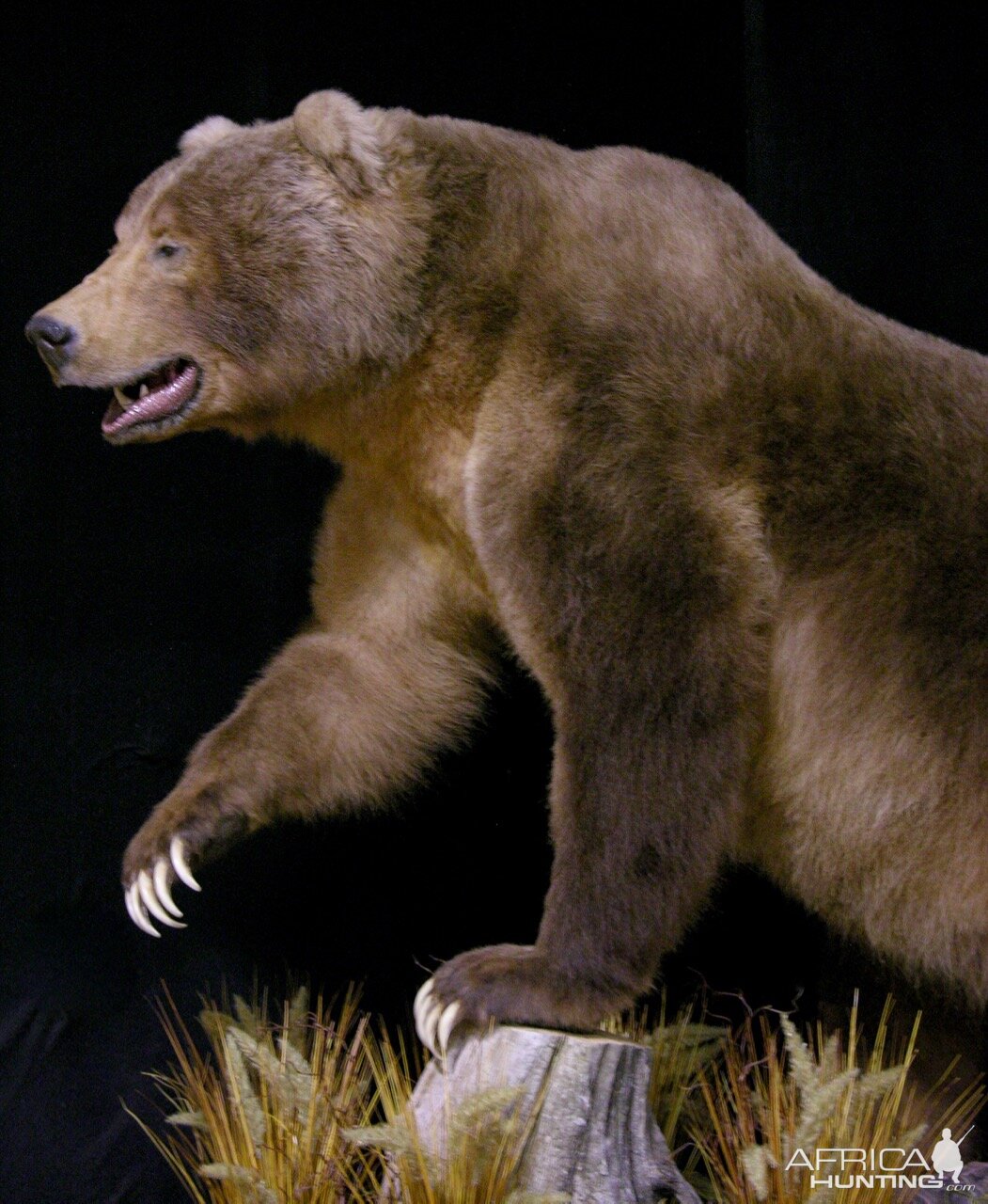 10' Brown Bear Full Mount Taxidermy