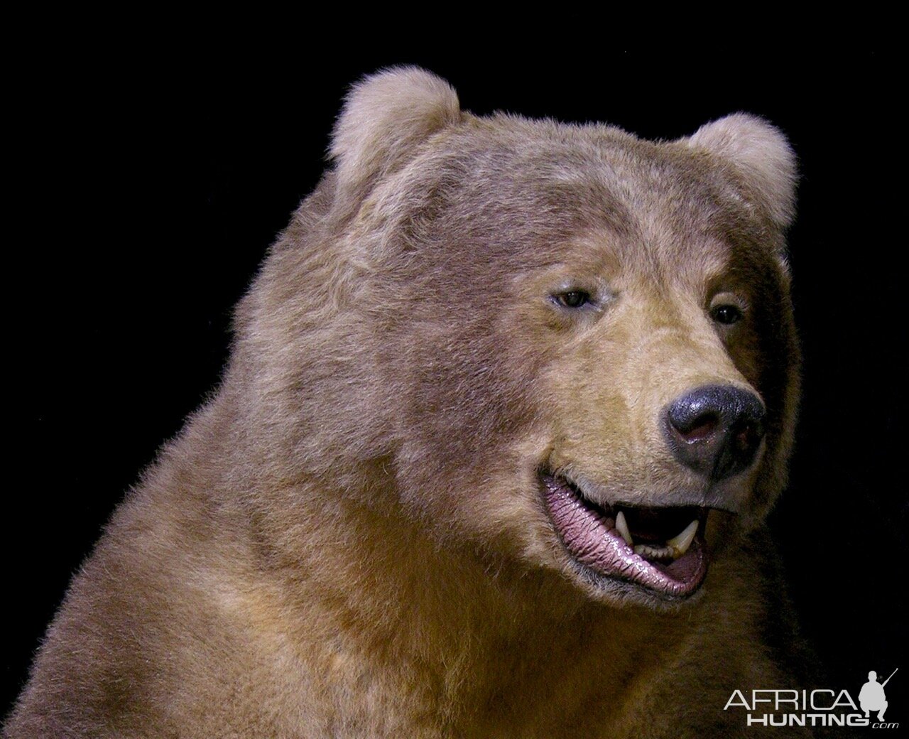 10' Brown Bear Full Mount Taxidermy