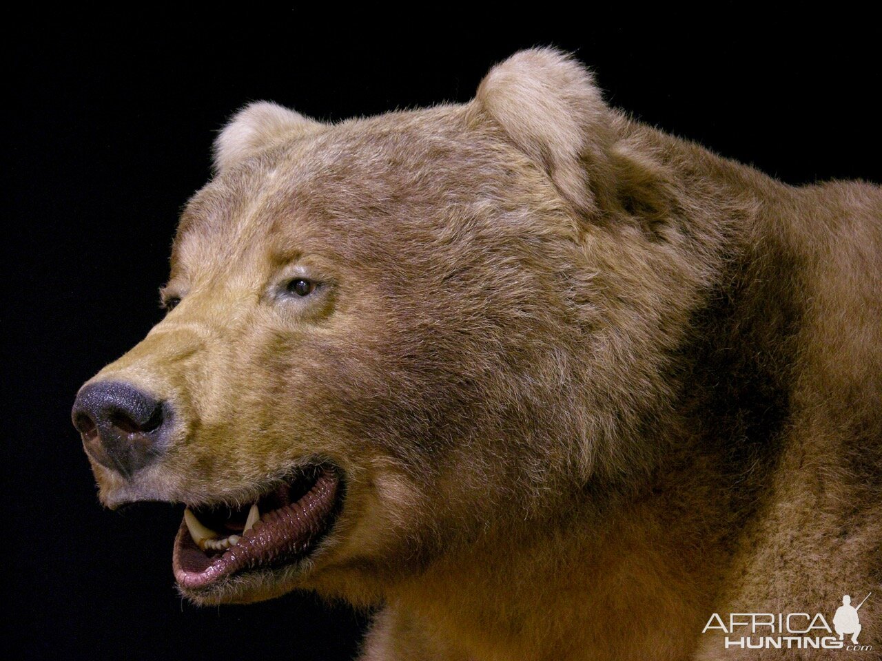 10' Brown Bear Full Mount Taxidermy