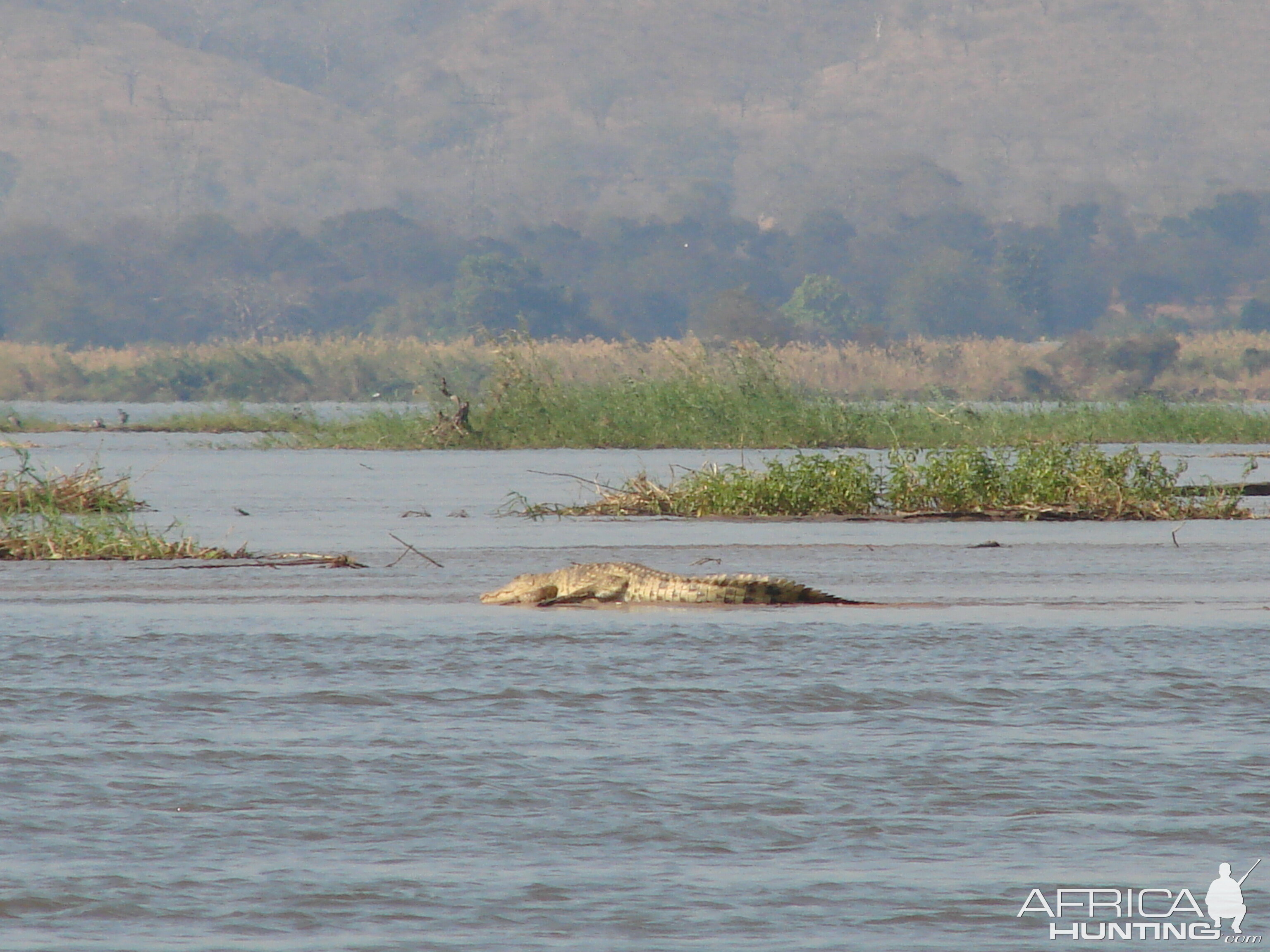 10' croc - 100 yds from the Hippo I shot