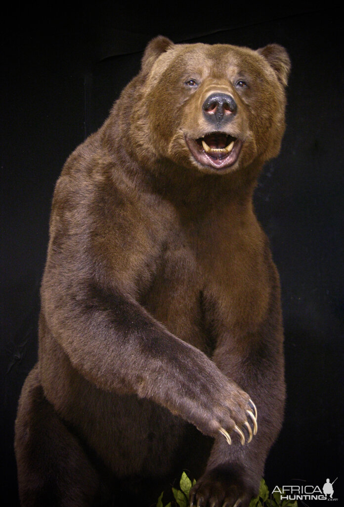 10 Footer Brown Bear Full Mount Taxidermy