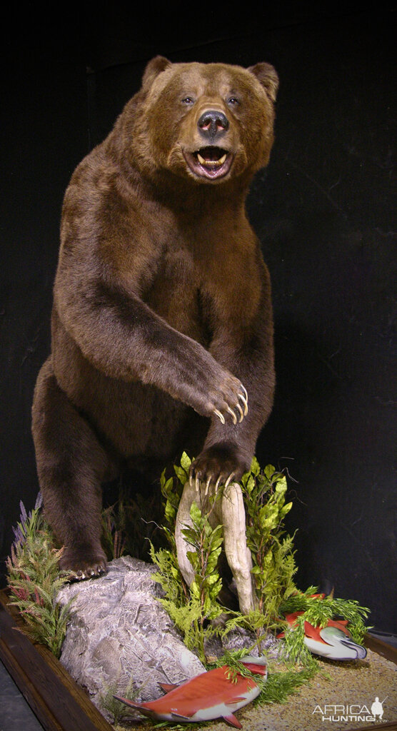 10 Footer Brown Bear Full Mount Taxidermy