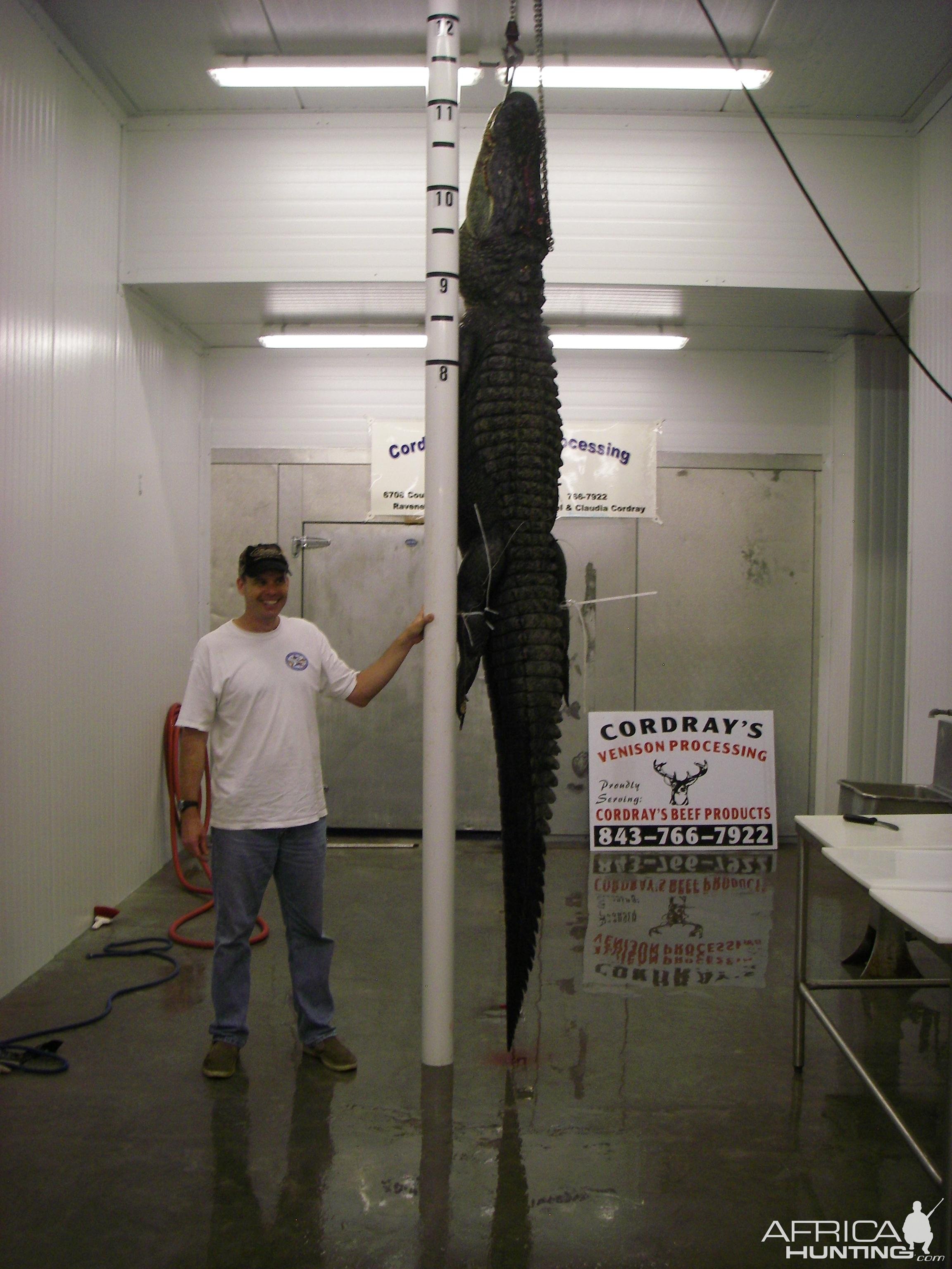 11 Foot 6 Inches Alligator Hunting