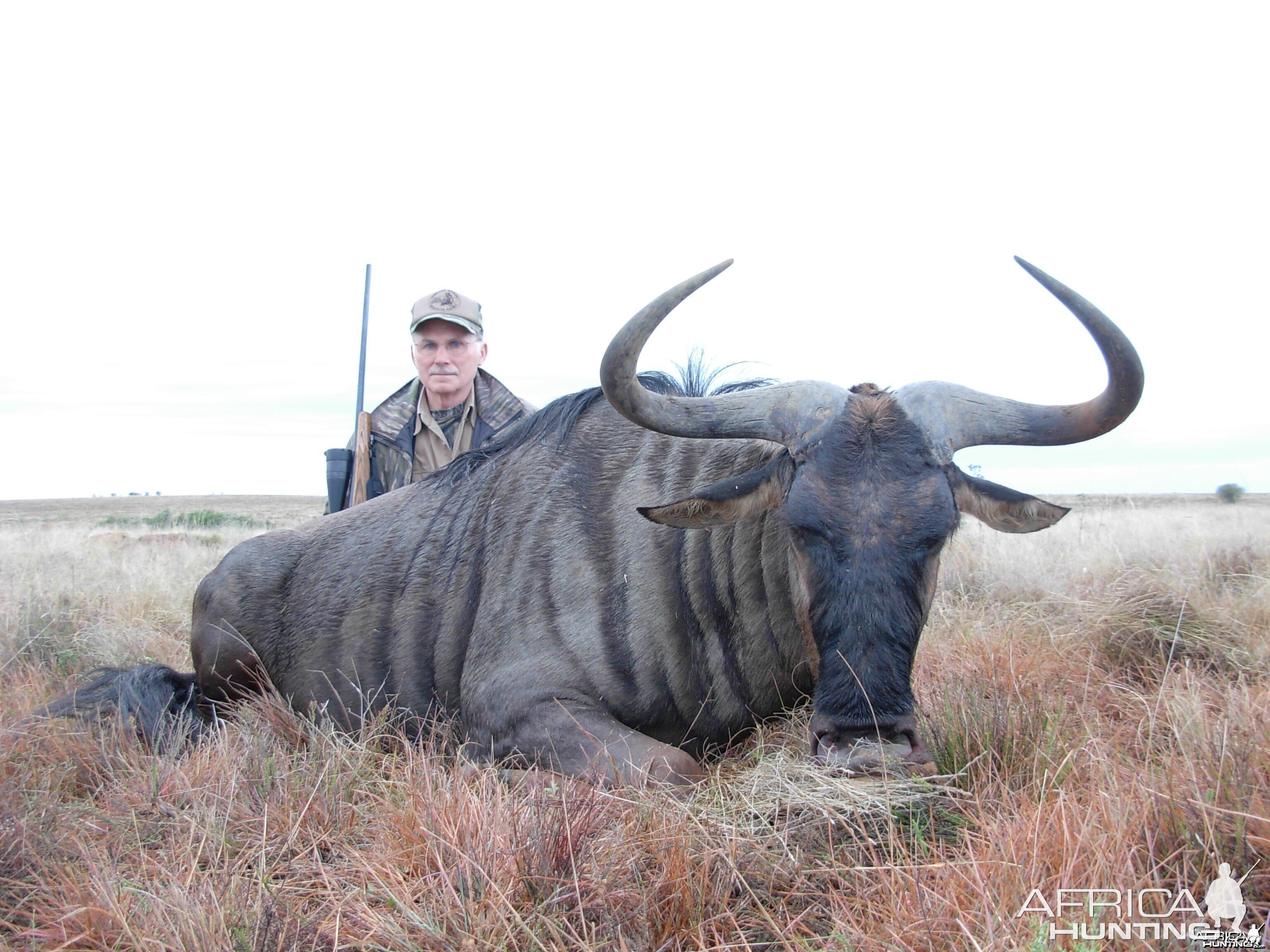 #12 SCI Blue Wildebeest