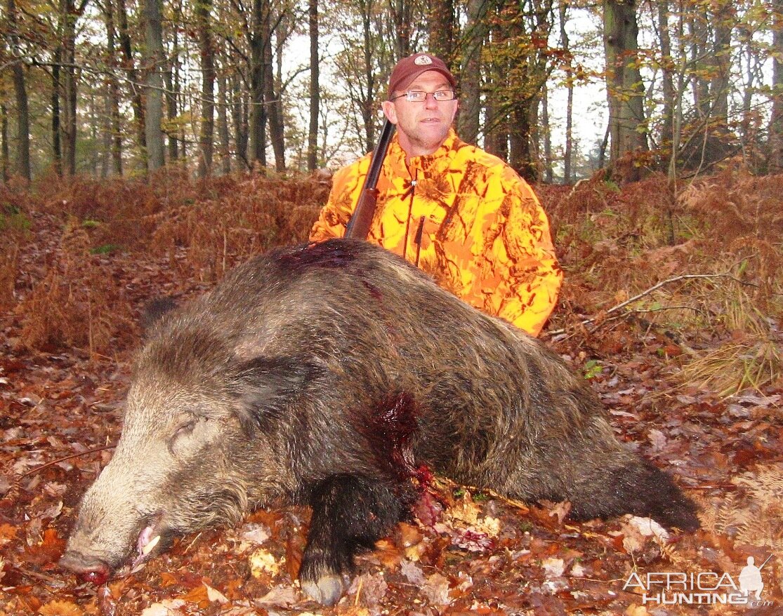 126 kg Wild boar