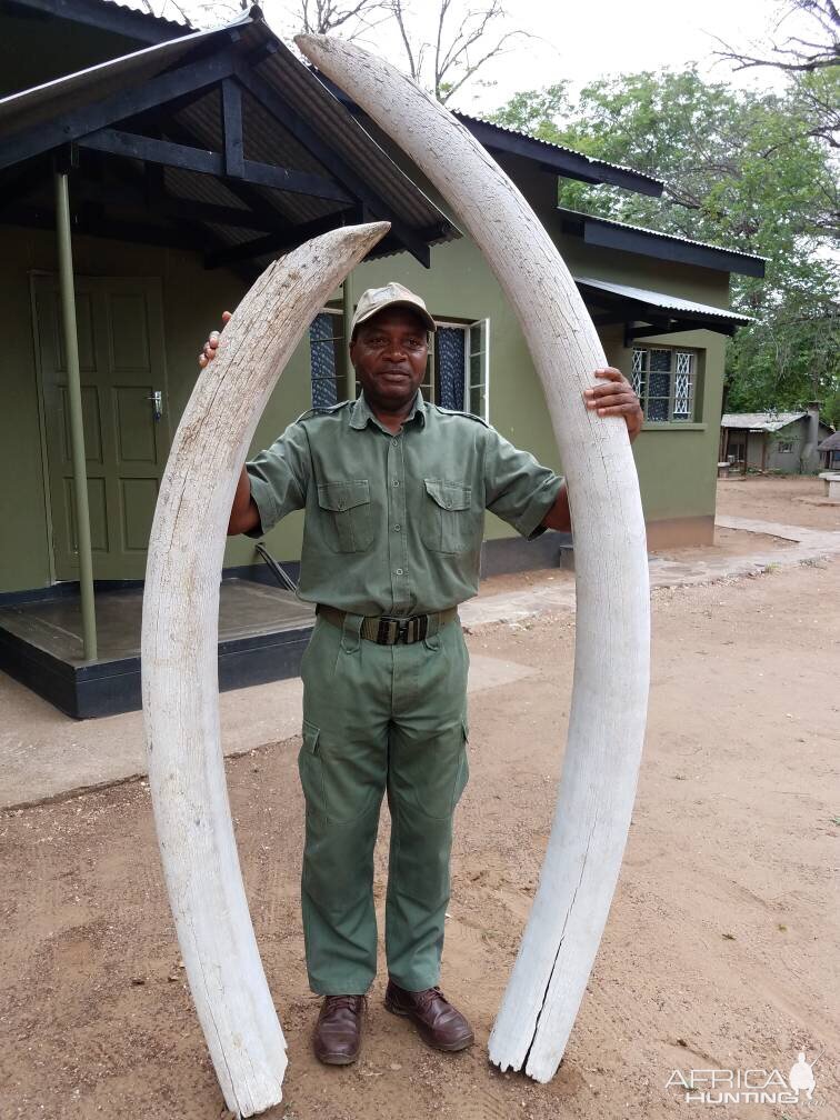 132 pound Elephant tusks