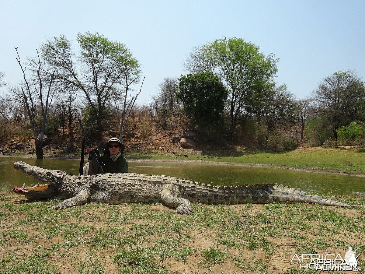 14' 1" croc - Zimbabwe October 2013