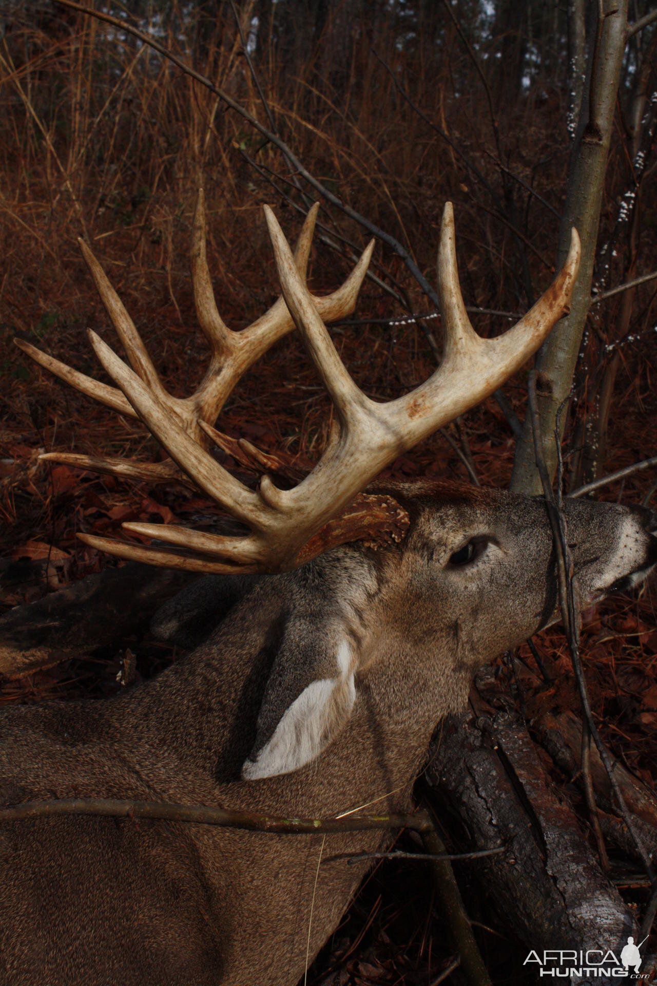 14 Point Whitetail hunted in Georgia