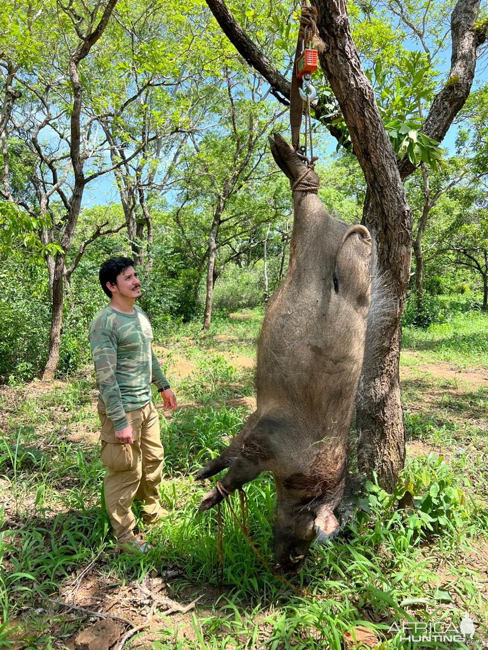 155 Kg Giant Forest Hog Hunt Central African Republic