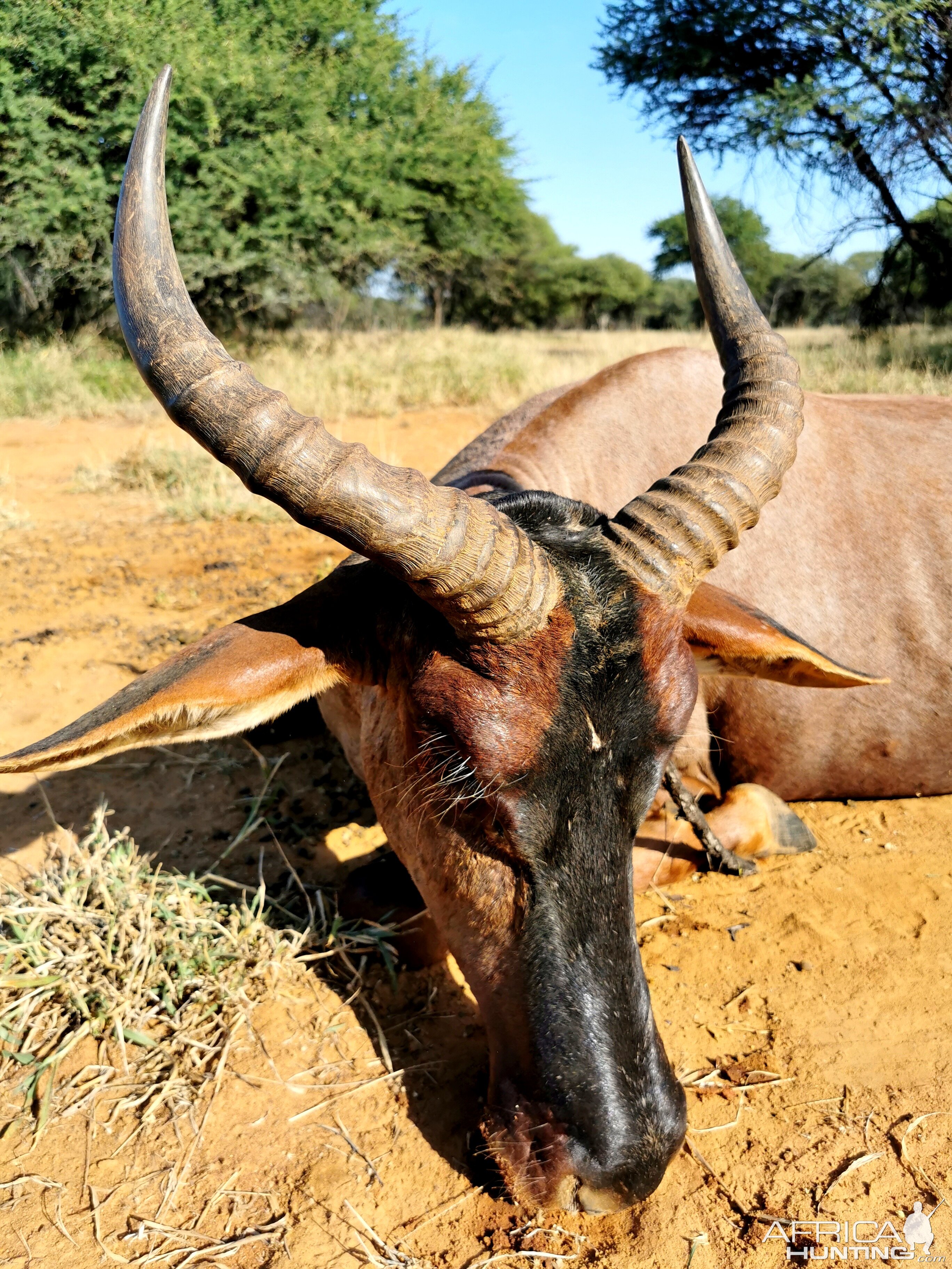 16 Inch Tsessebe Hunt