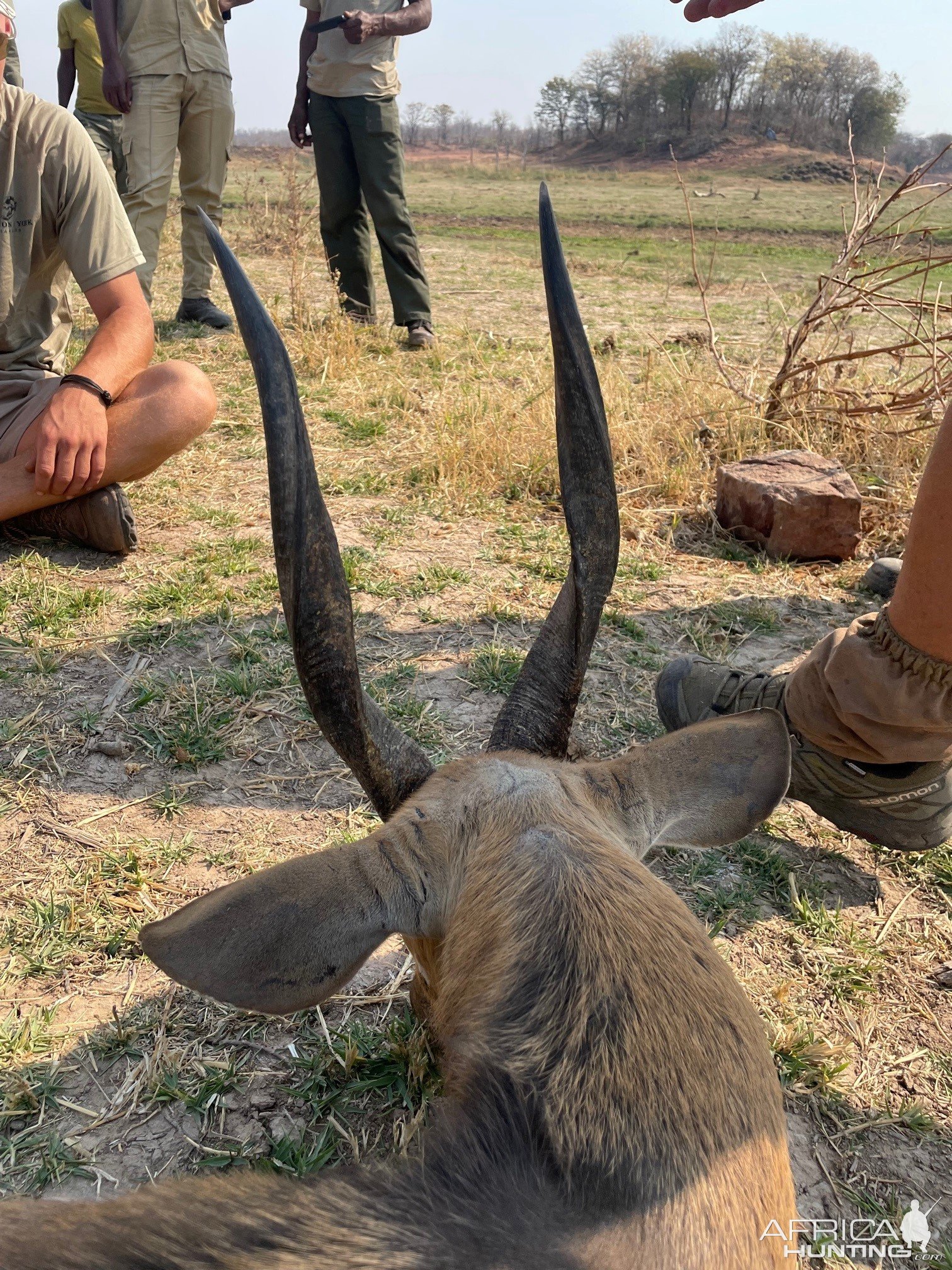 17 Inche Bushbuck Hunting Zimbabwe