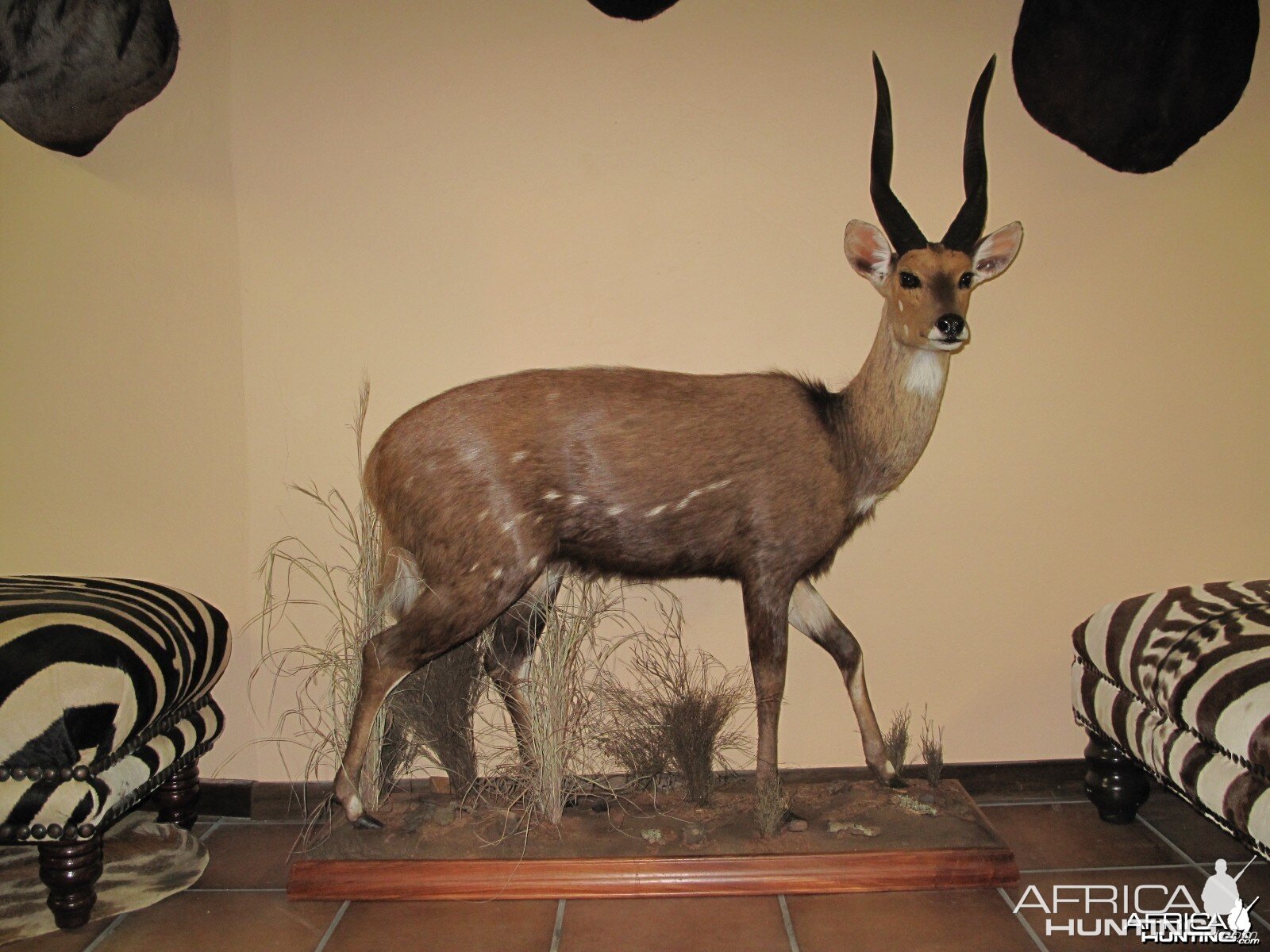 17inch Bushbuck Lifesize mount