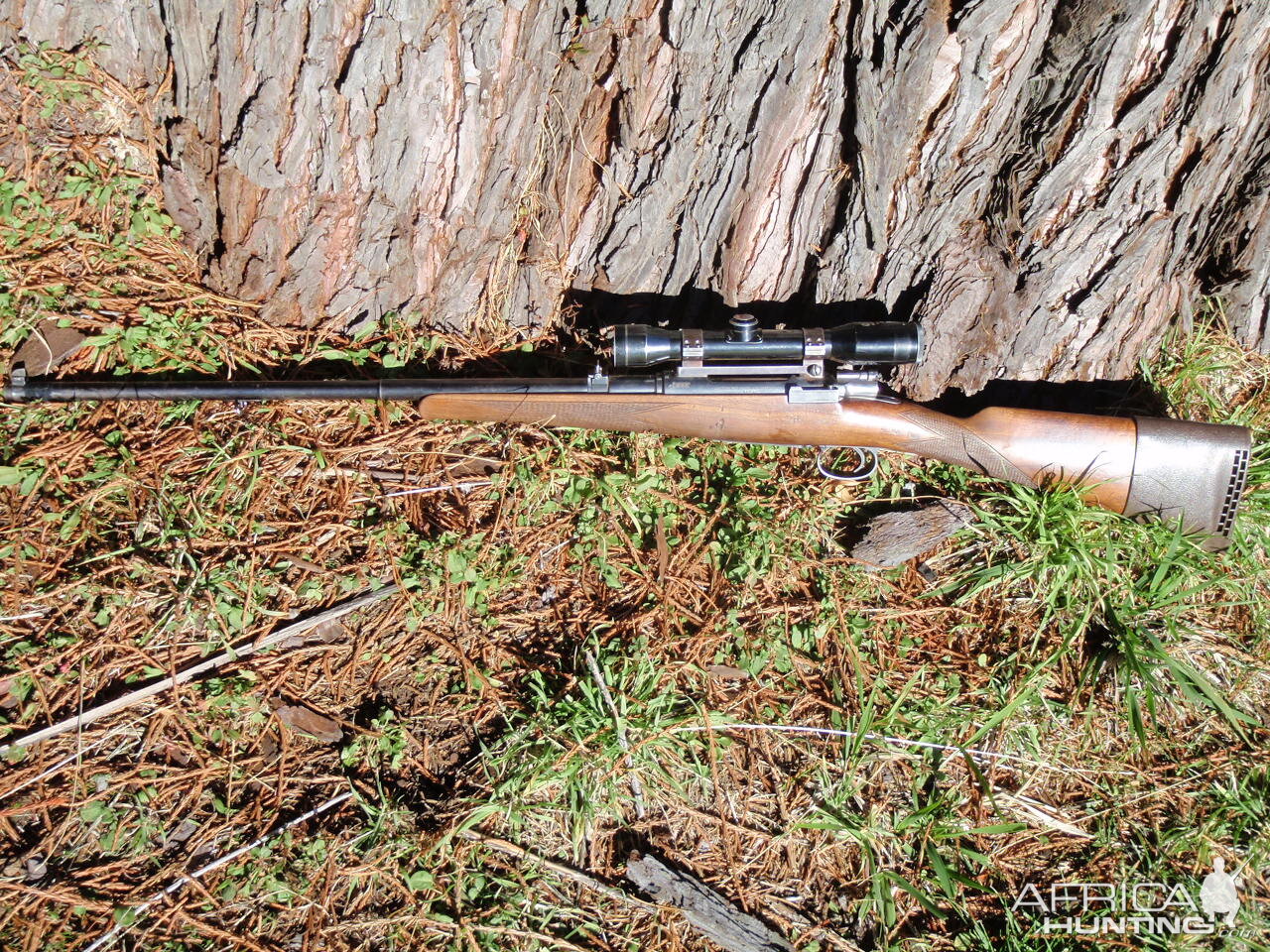 1893 Mauser DWM original Sporting 7x57 Rifle