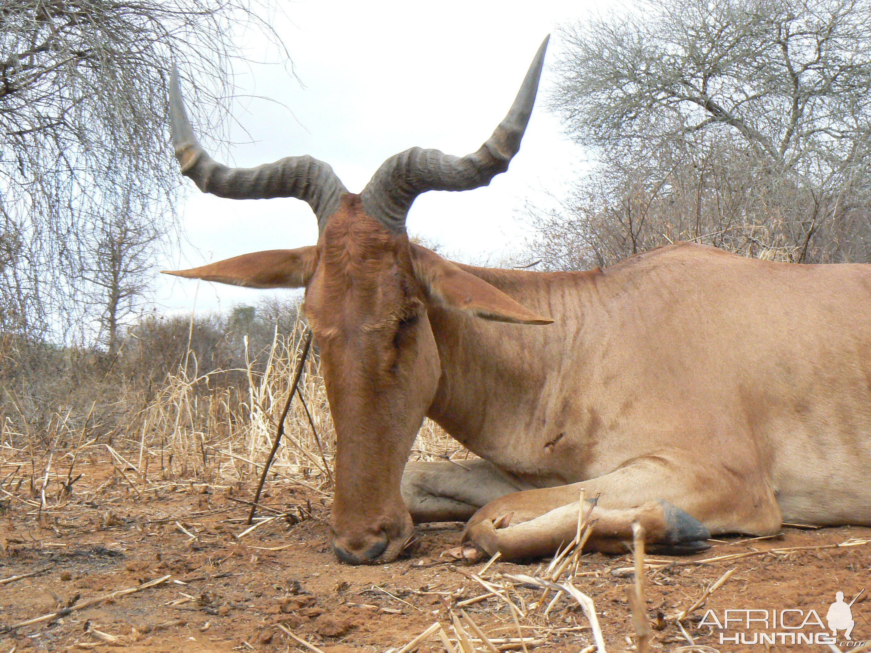 19" Coke hartebeest hunted in Tanzania