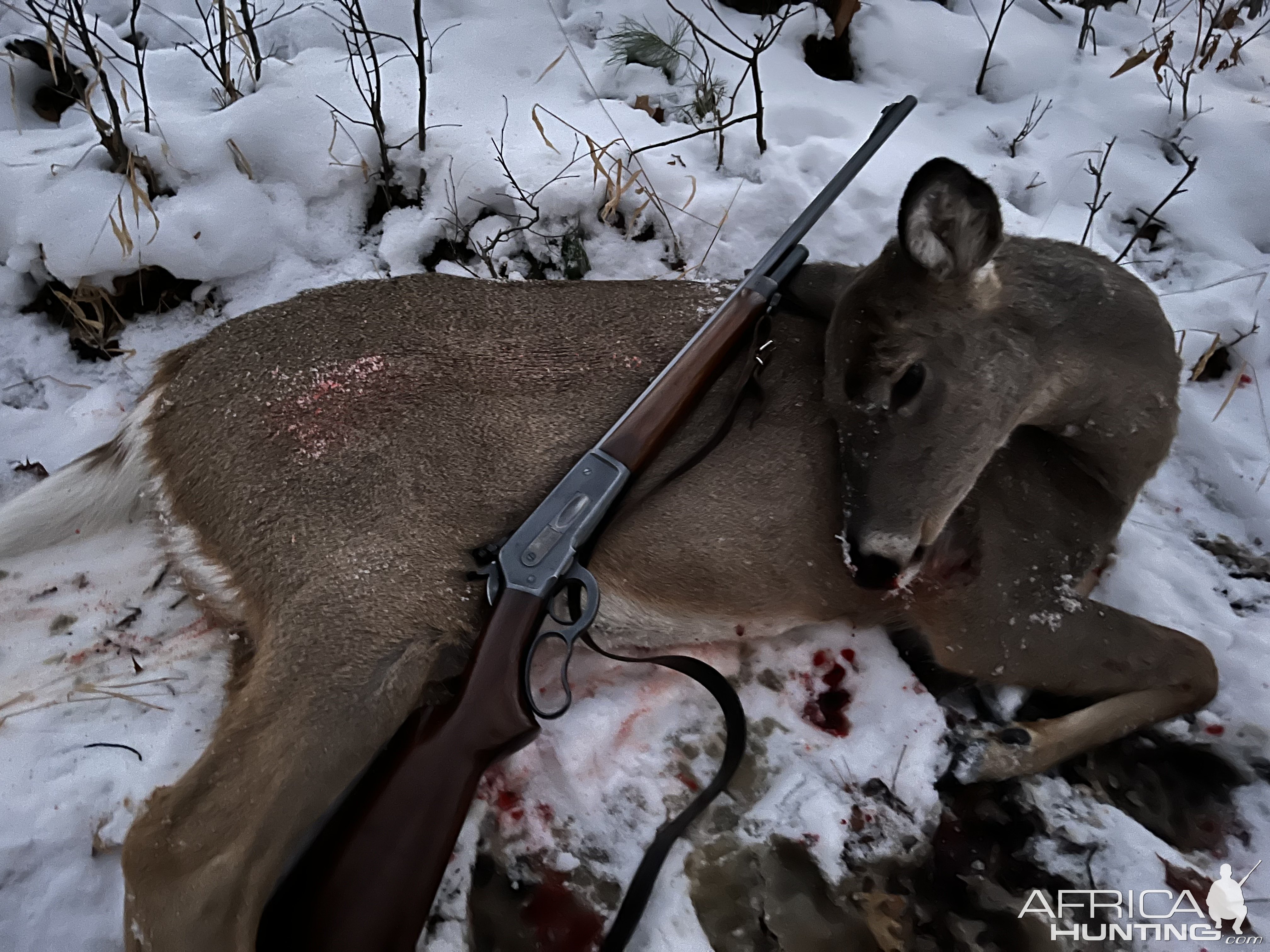 1936 Winchester 71 Rifle