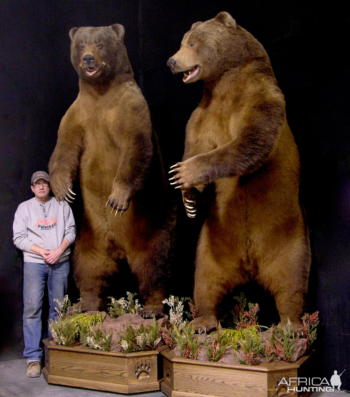 2 Big Brown Bears Full Mounts Taxidermy