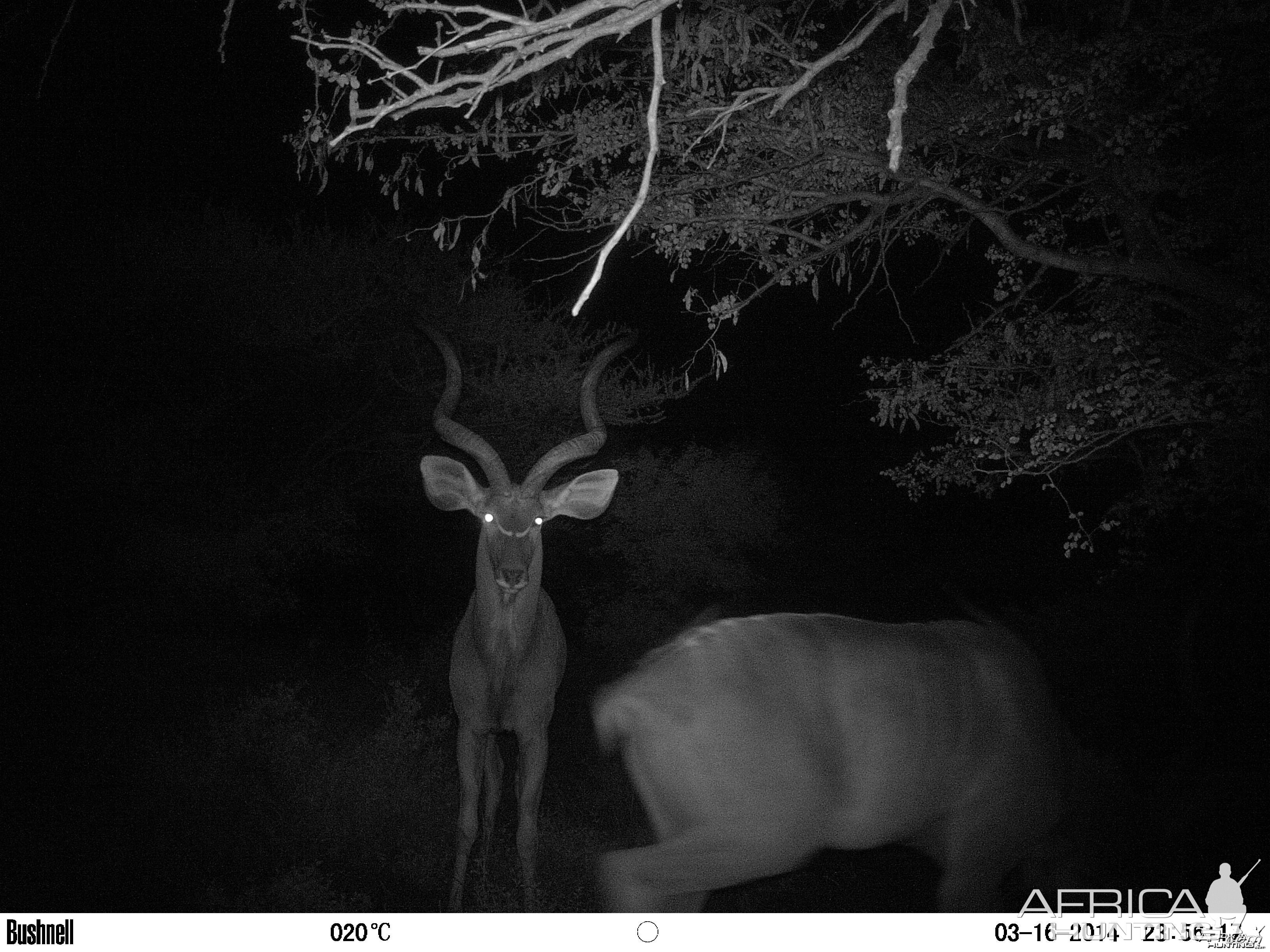 2 kudu bulls