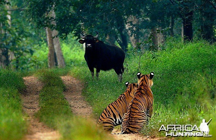 2 Tigers & a Gaur