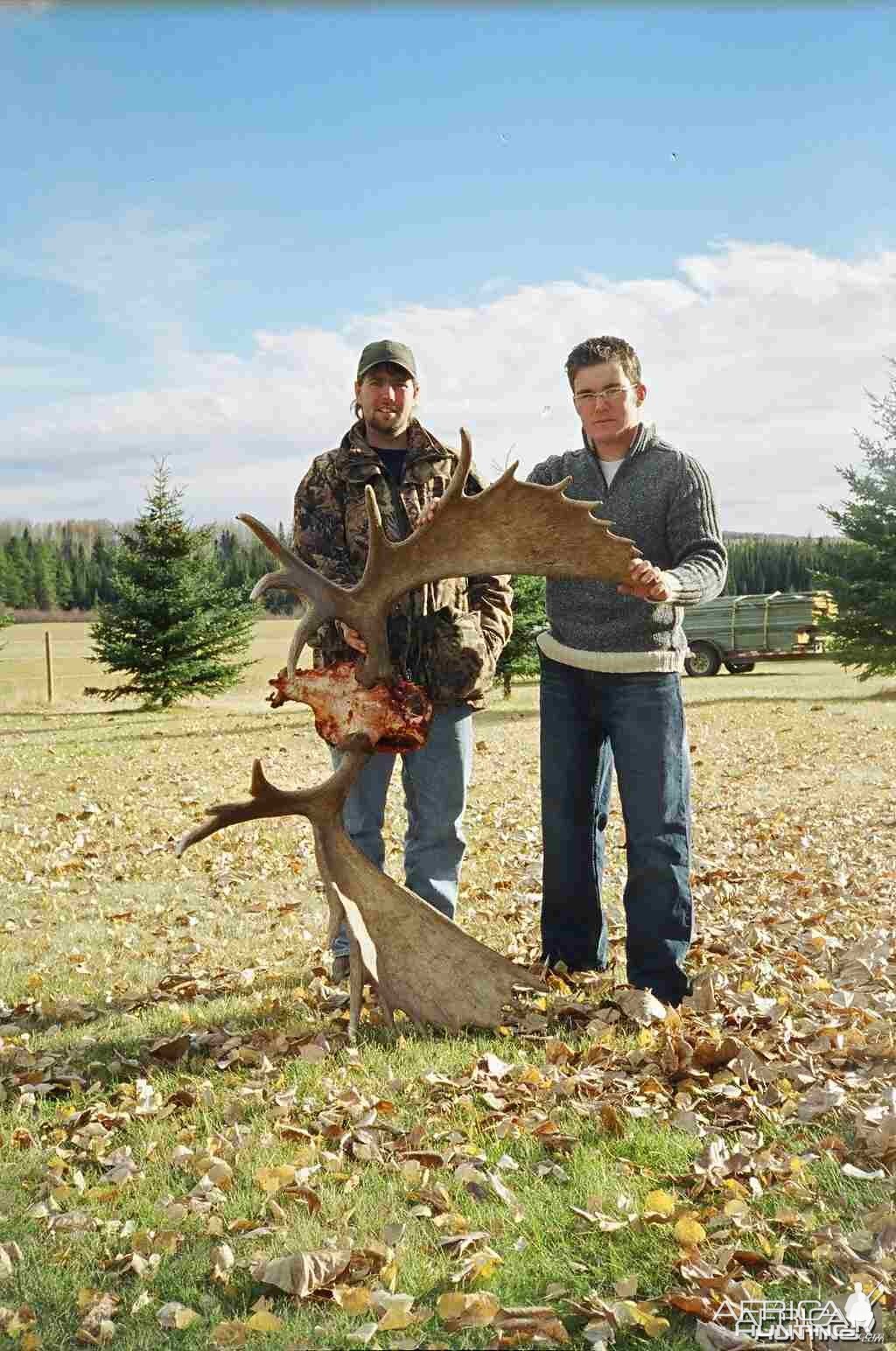 2003 Willmore moose