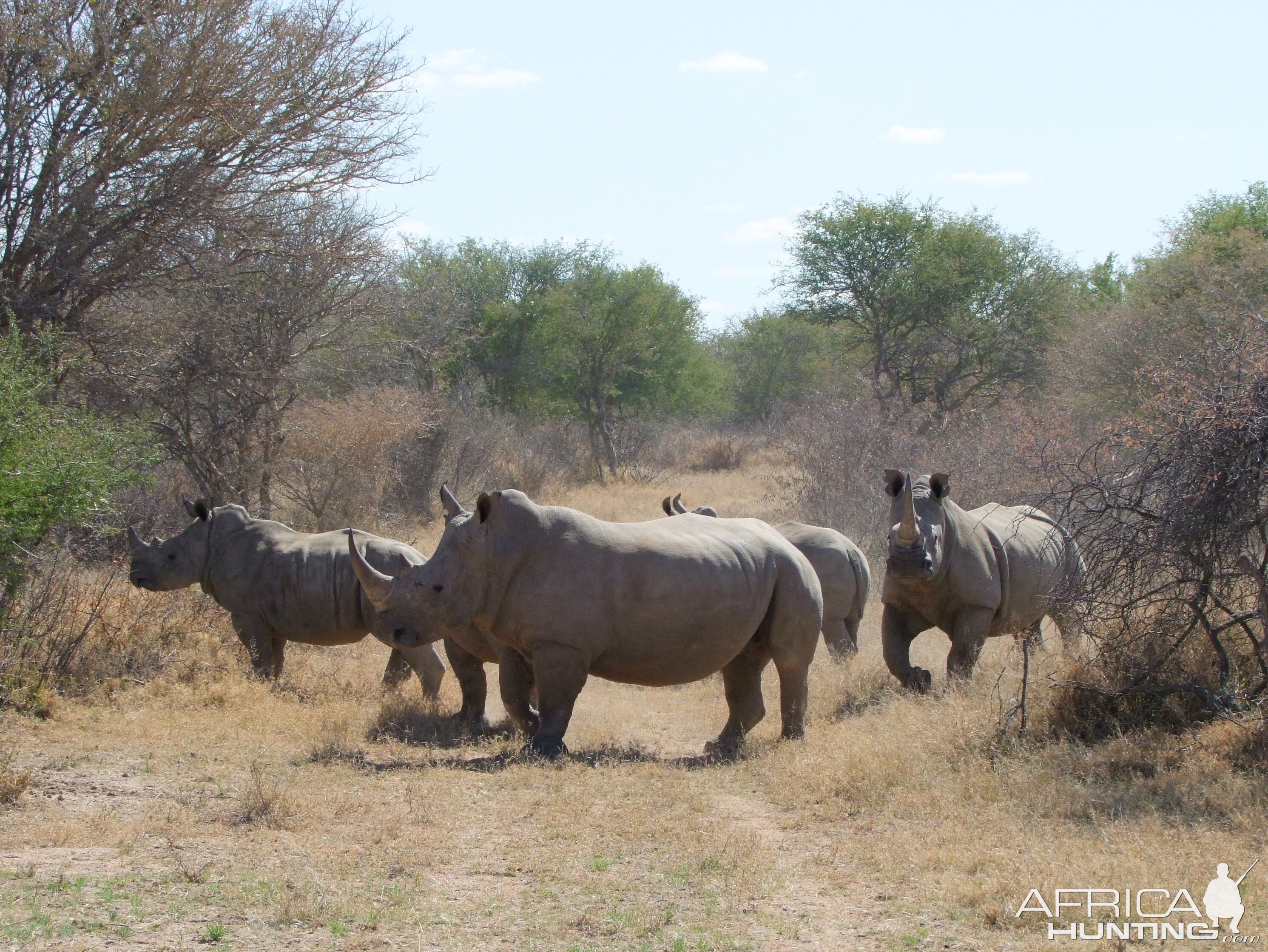 2010 RSA Rhinos