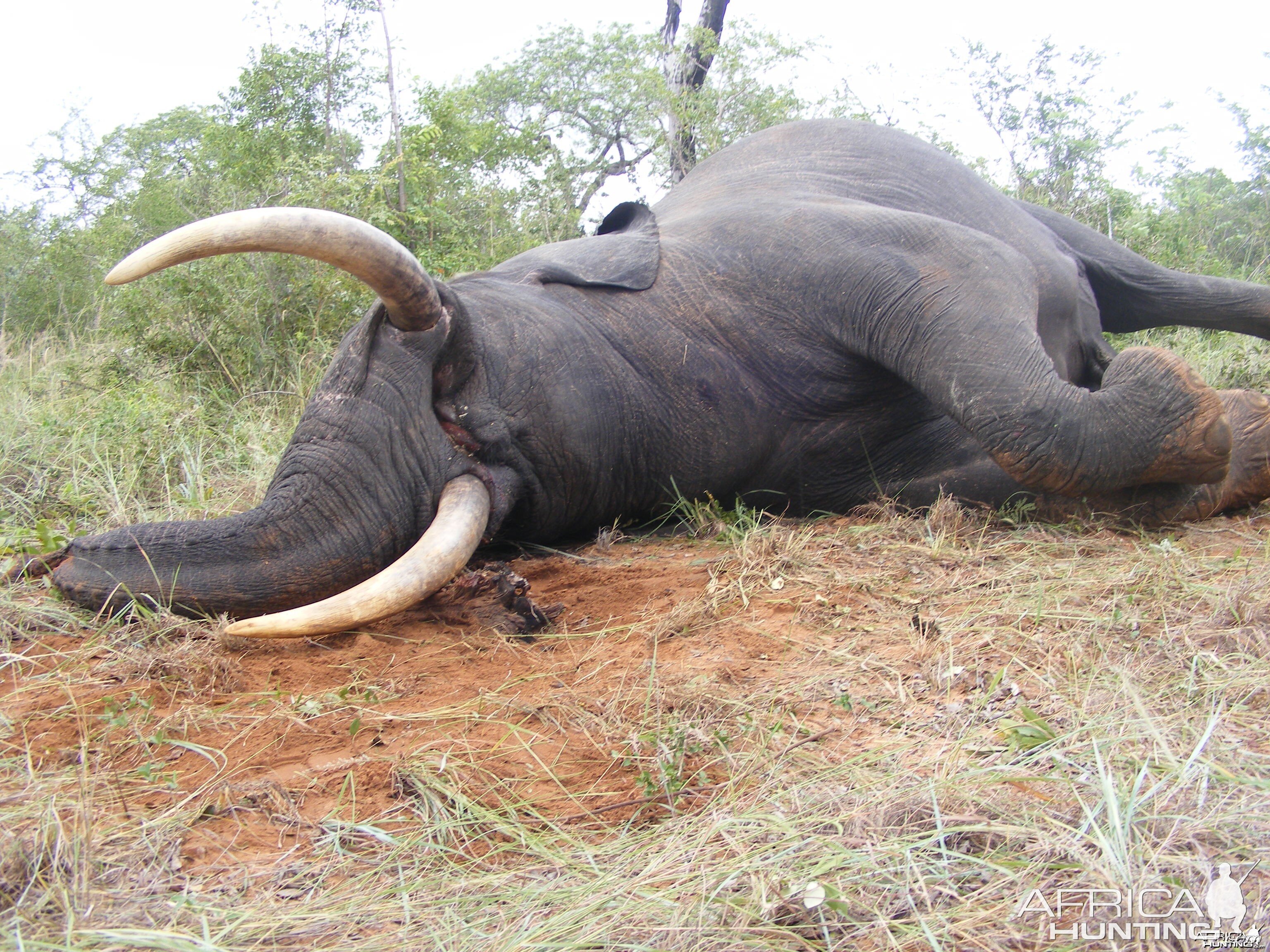 2011 elephant hunt Zimbabwe