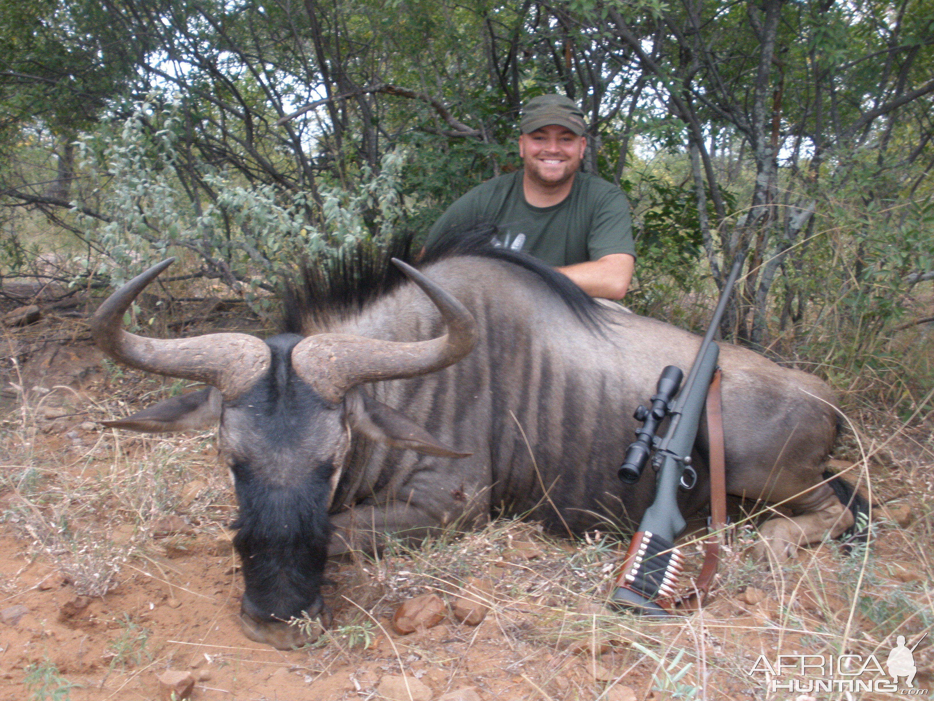 2011 Zimbabwe Wildebeest