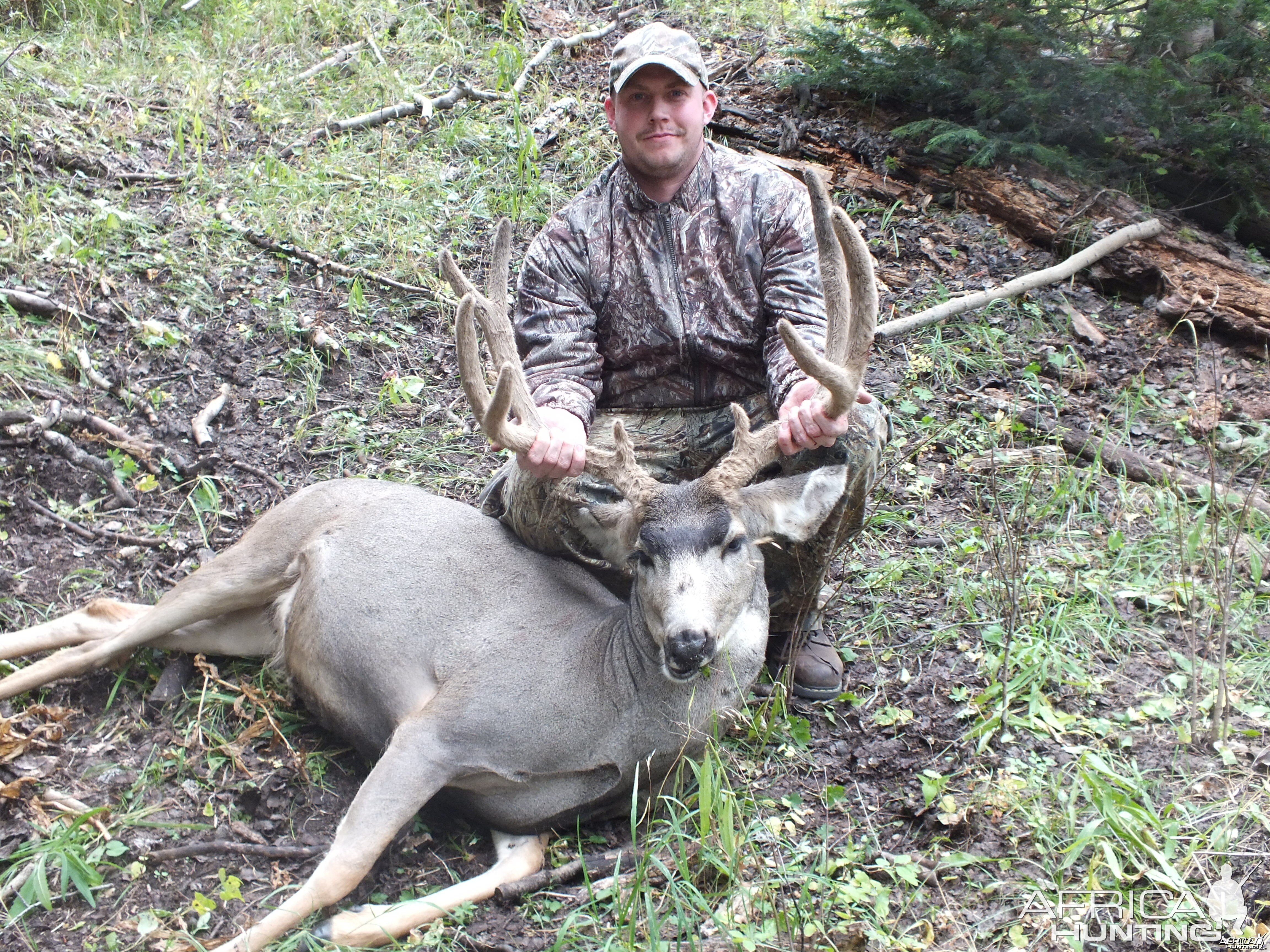 2012 Mule Deer