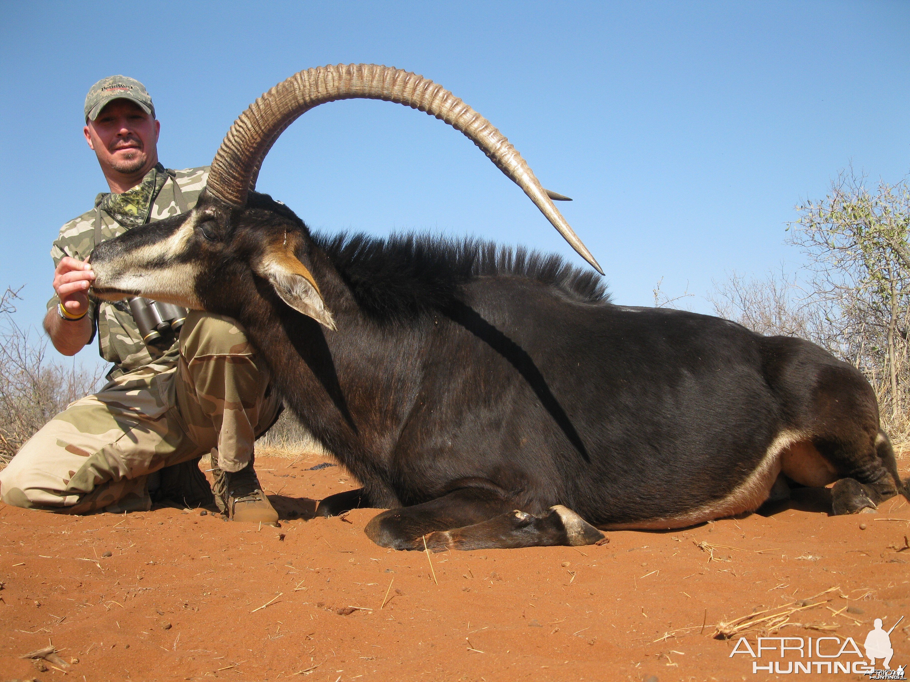 2012 Sable, 42 1/2", Limpopo