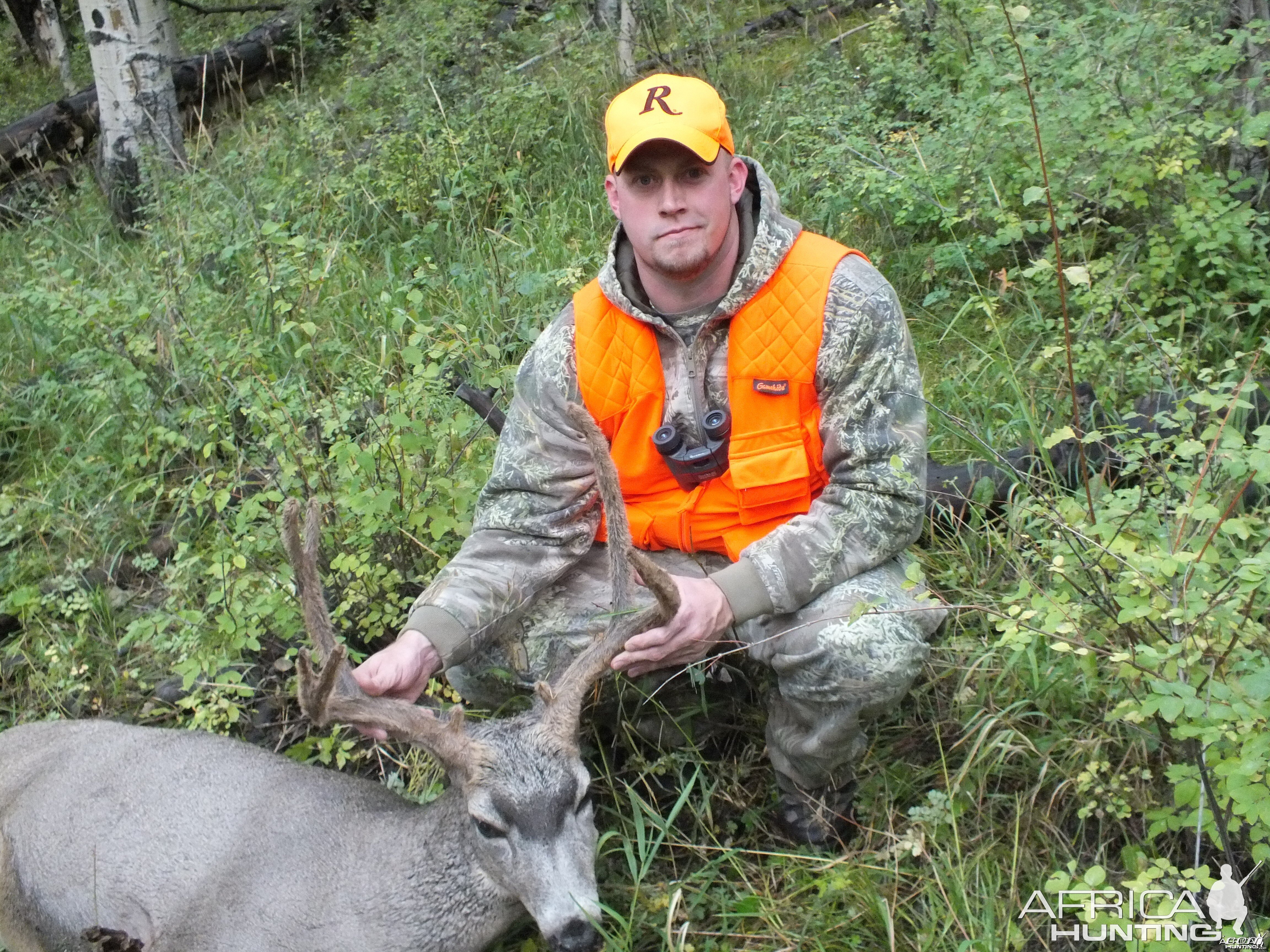 2013 Mule Deer Colorado