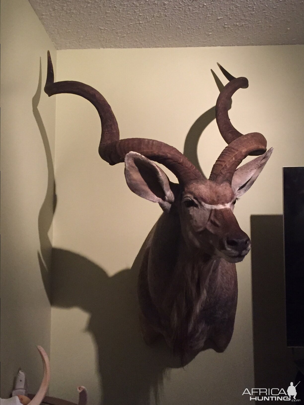 2015 Kudu