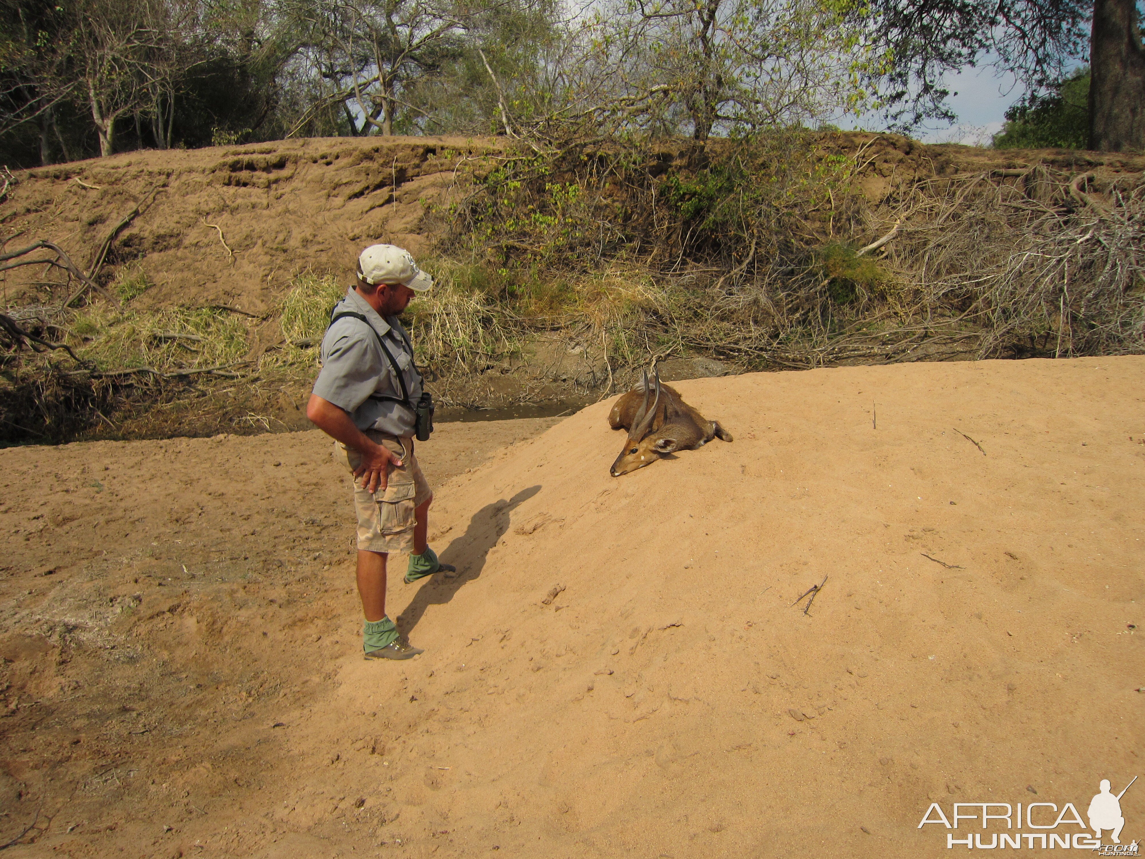 2015 Limpopo, PH setting up Bushbuck