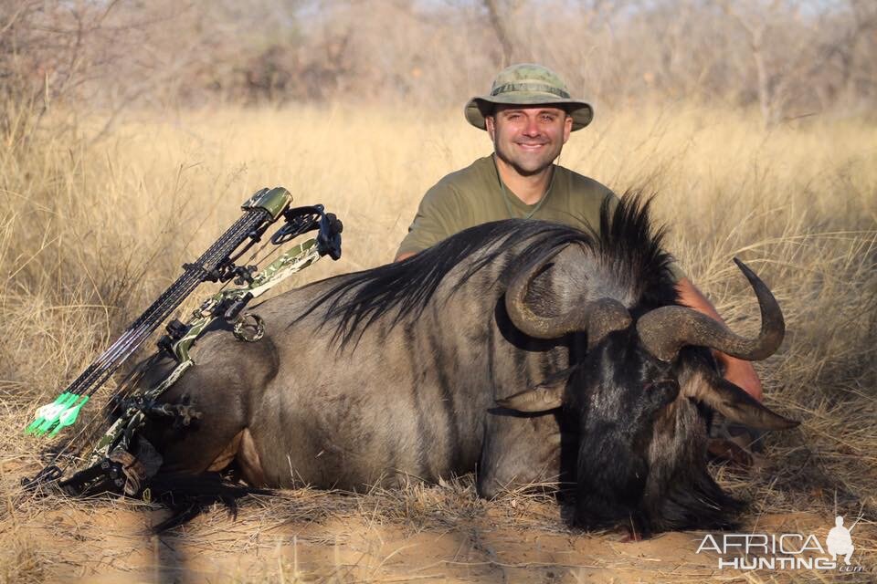 2016 Blue Wildebeest Bull