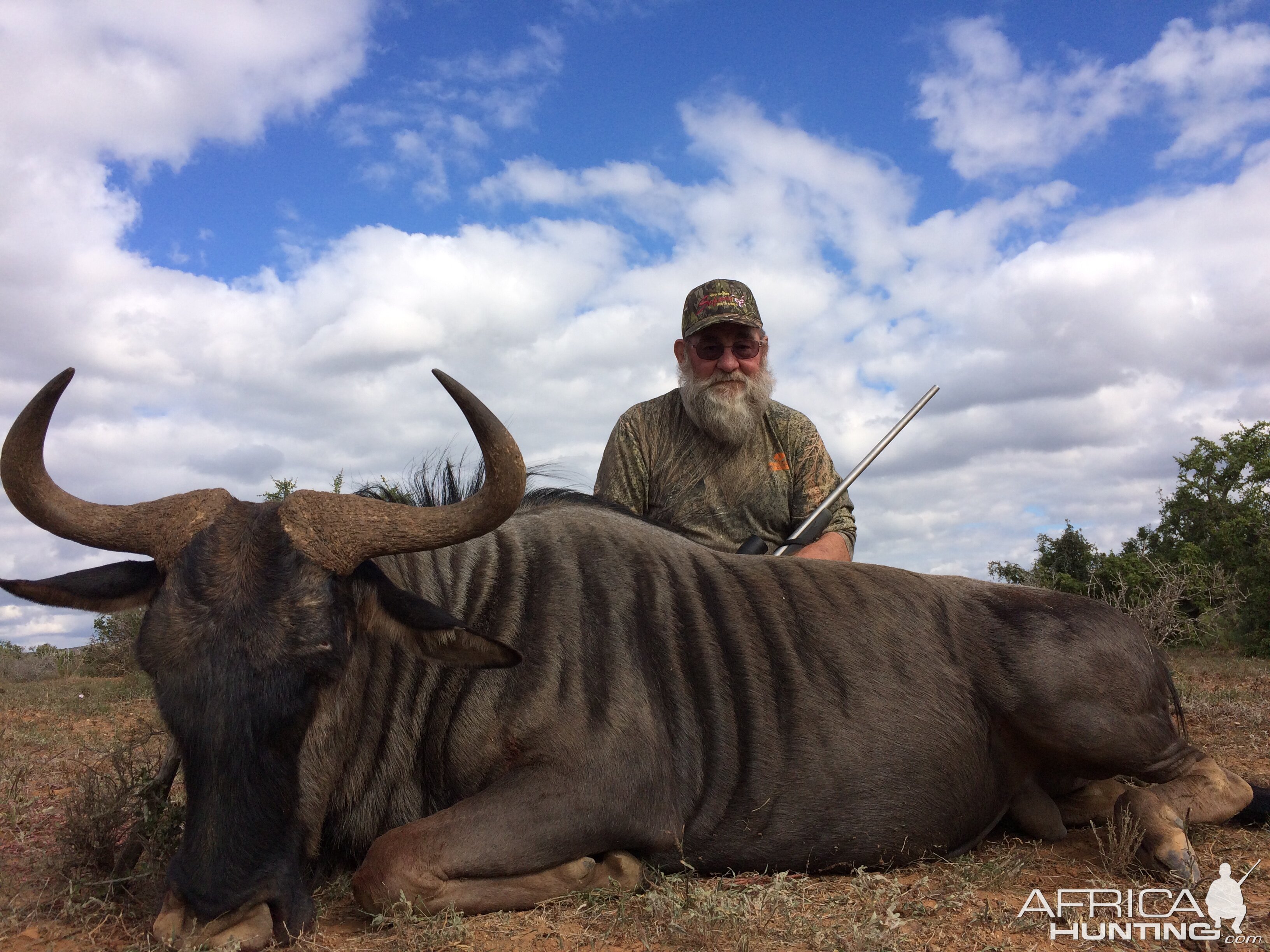 2017 safari Wildebeest