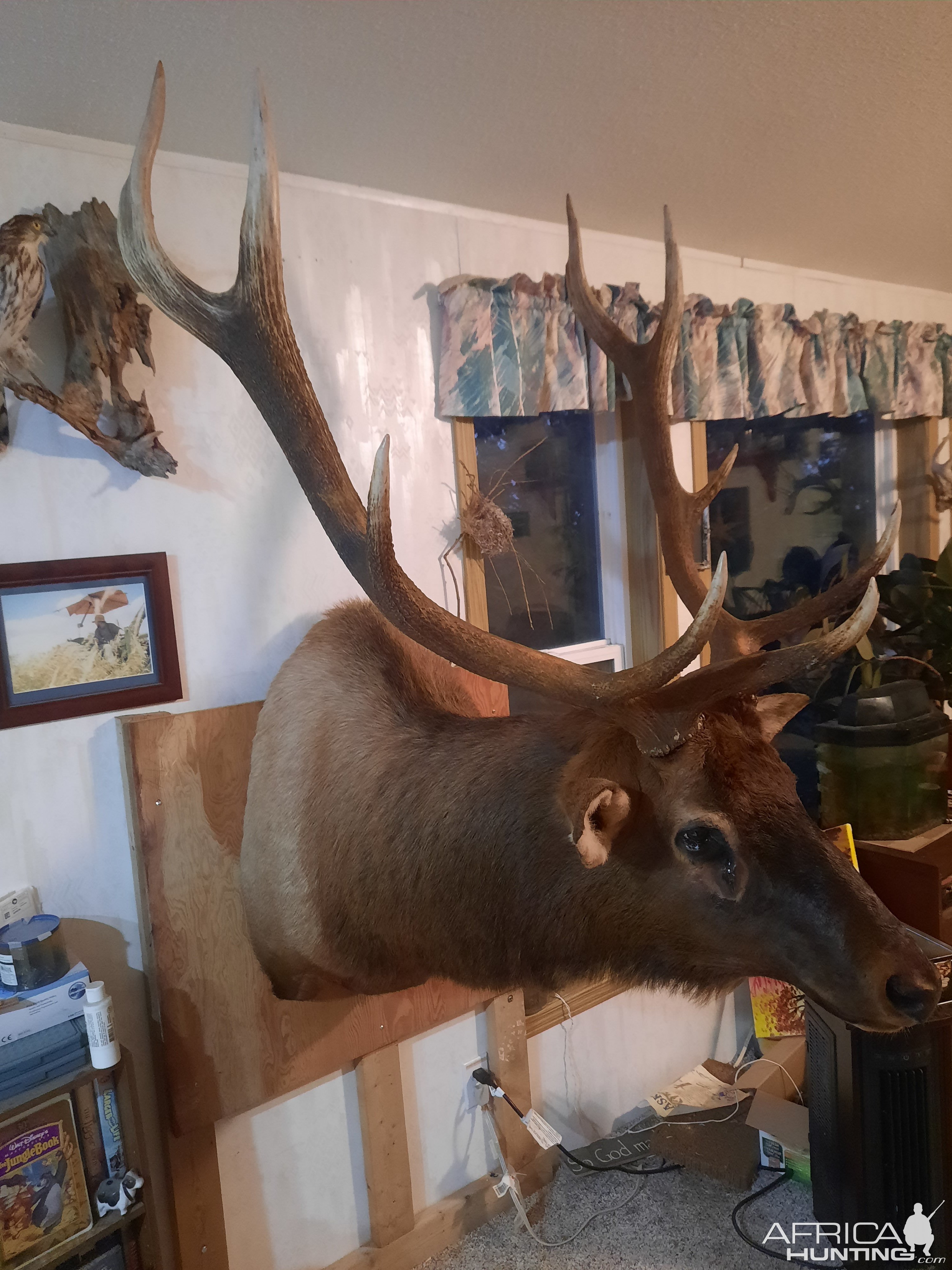 2023 bull elk