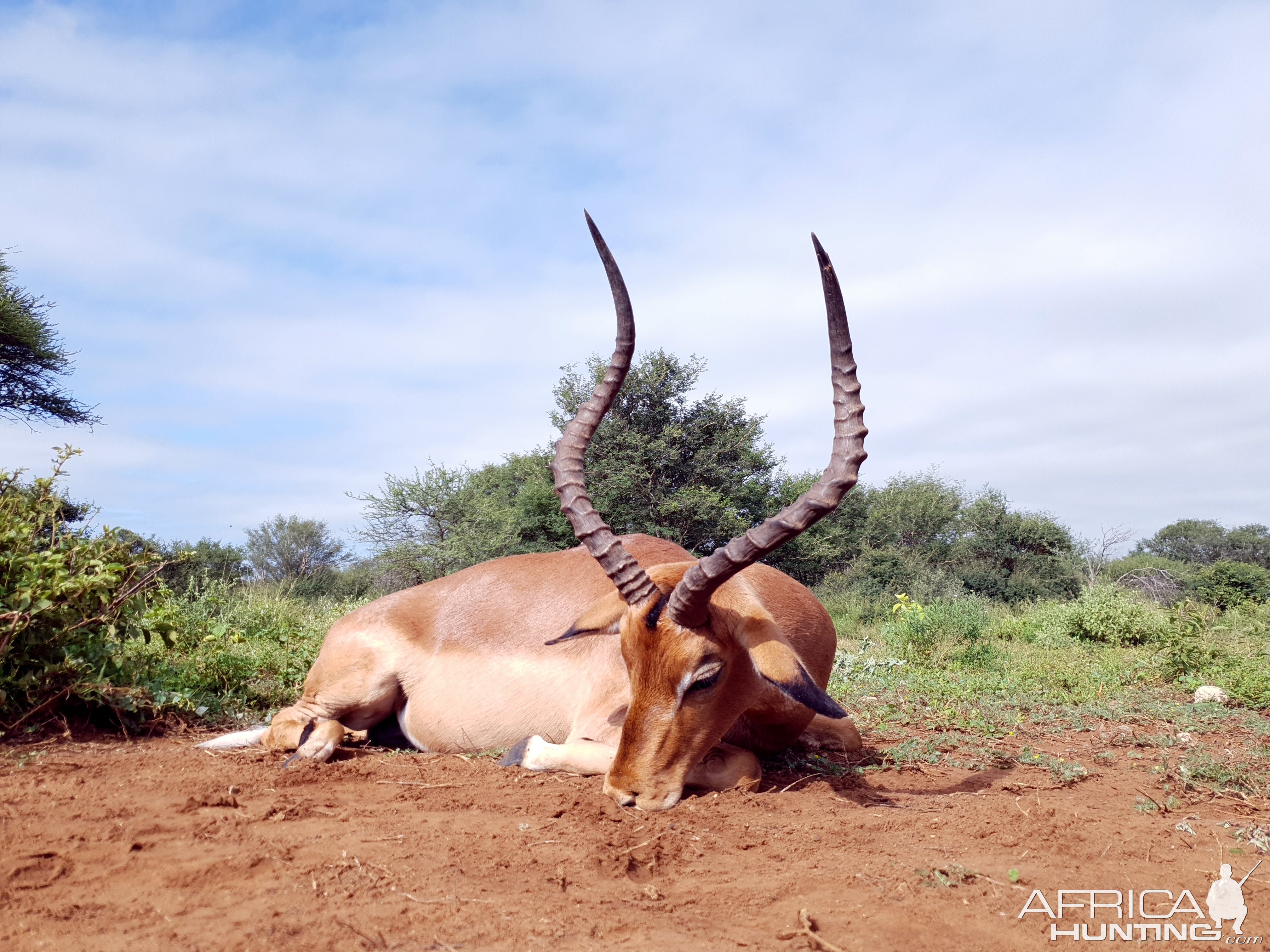 23.5" Inch Impala Hunting South Africa