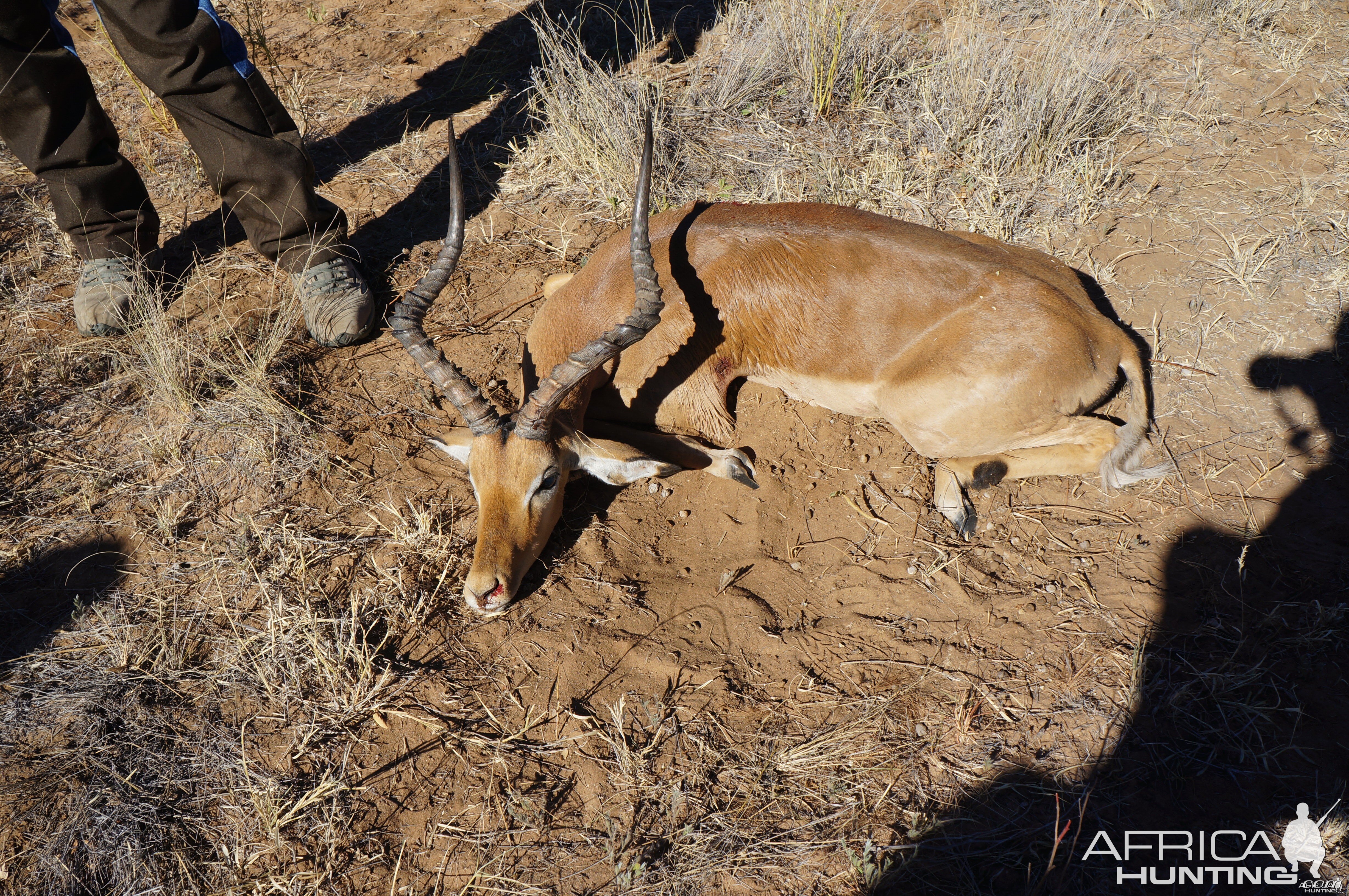 24" Impala