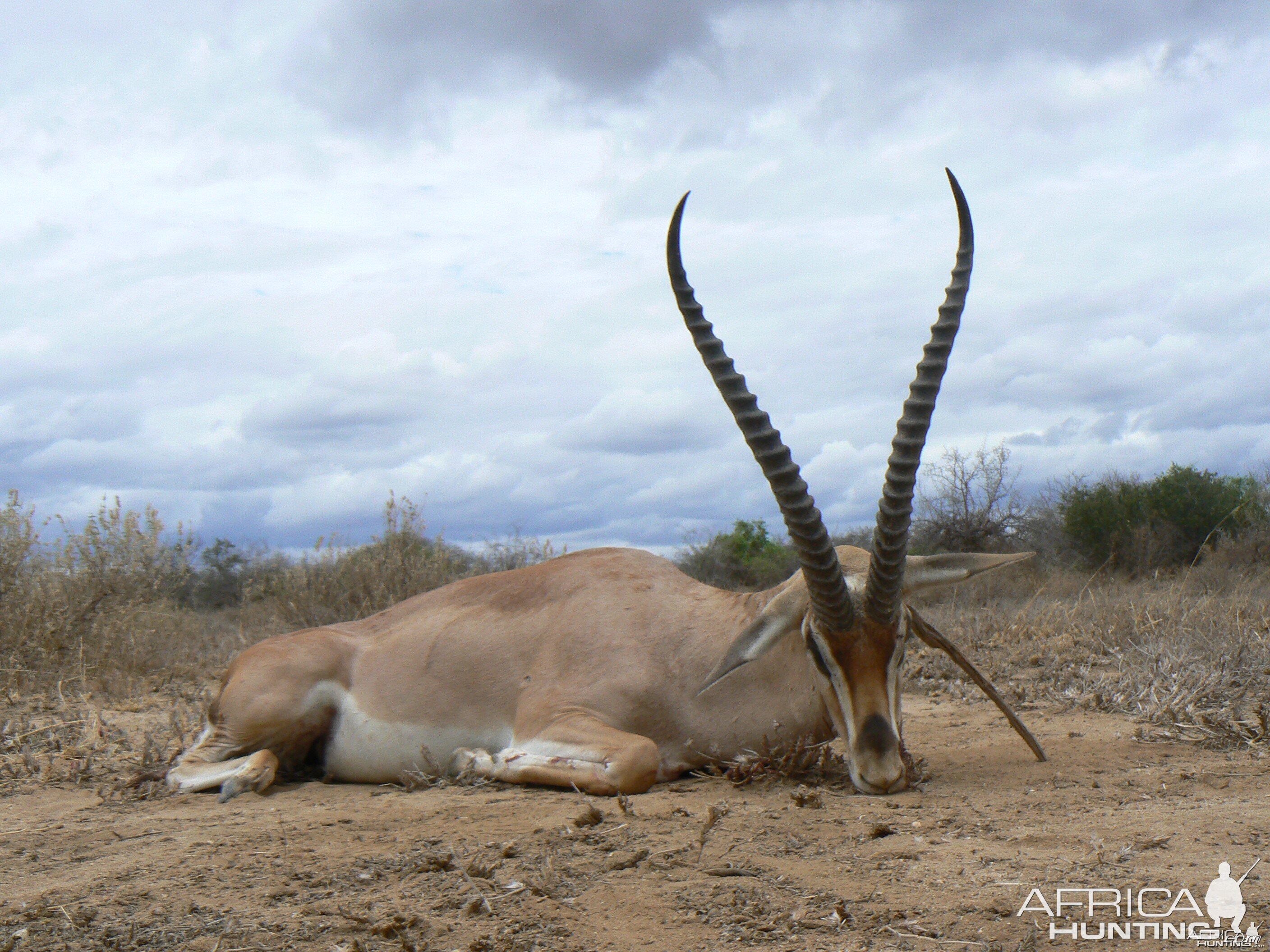 25" Grant Gazelle hunted in Tanzania