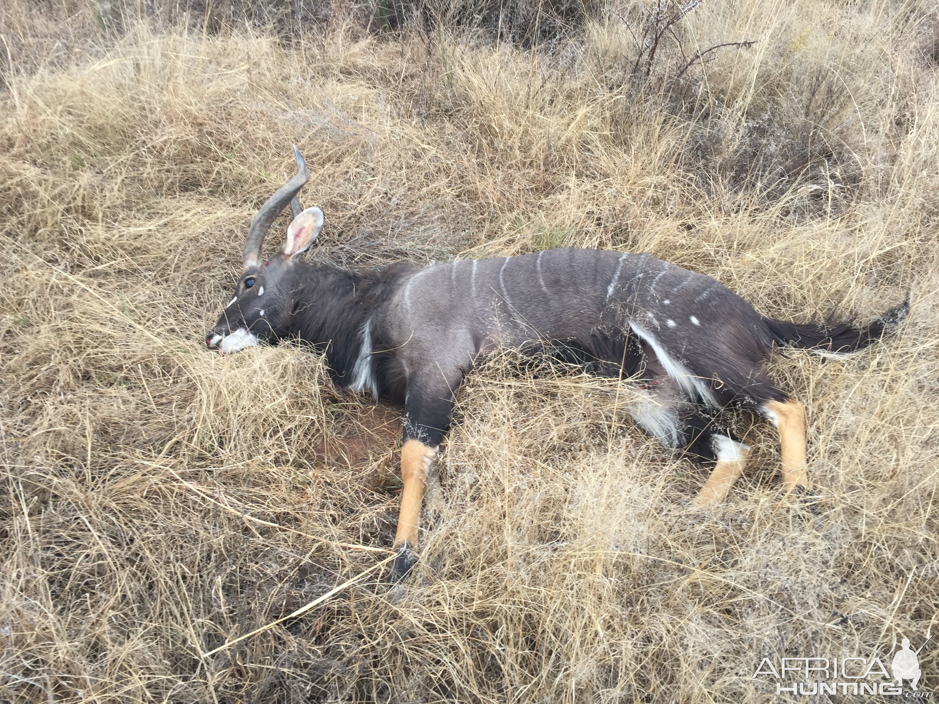 27" Inch Nyala Hunt South Africa