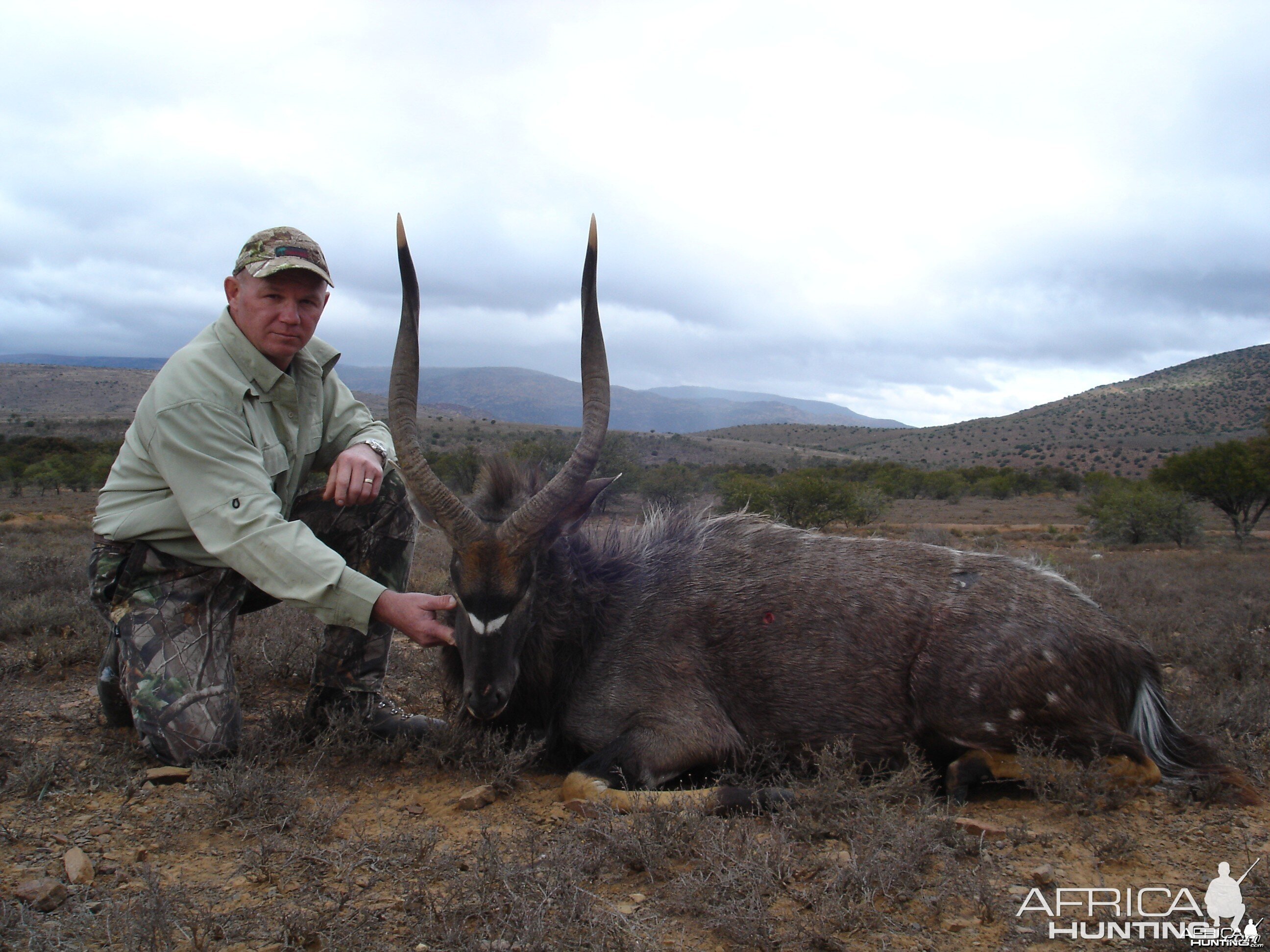 27in Nyala Bull