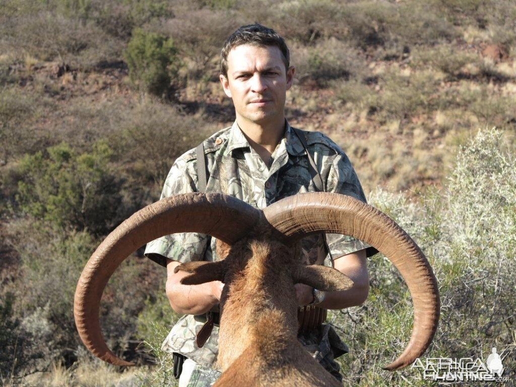 29 1/4 Barbary Sheep