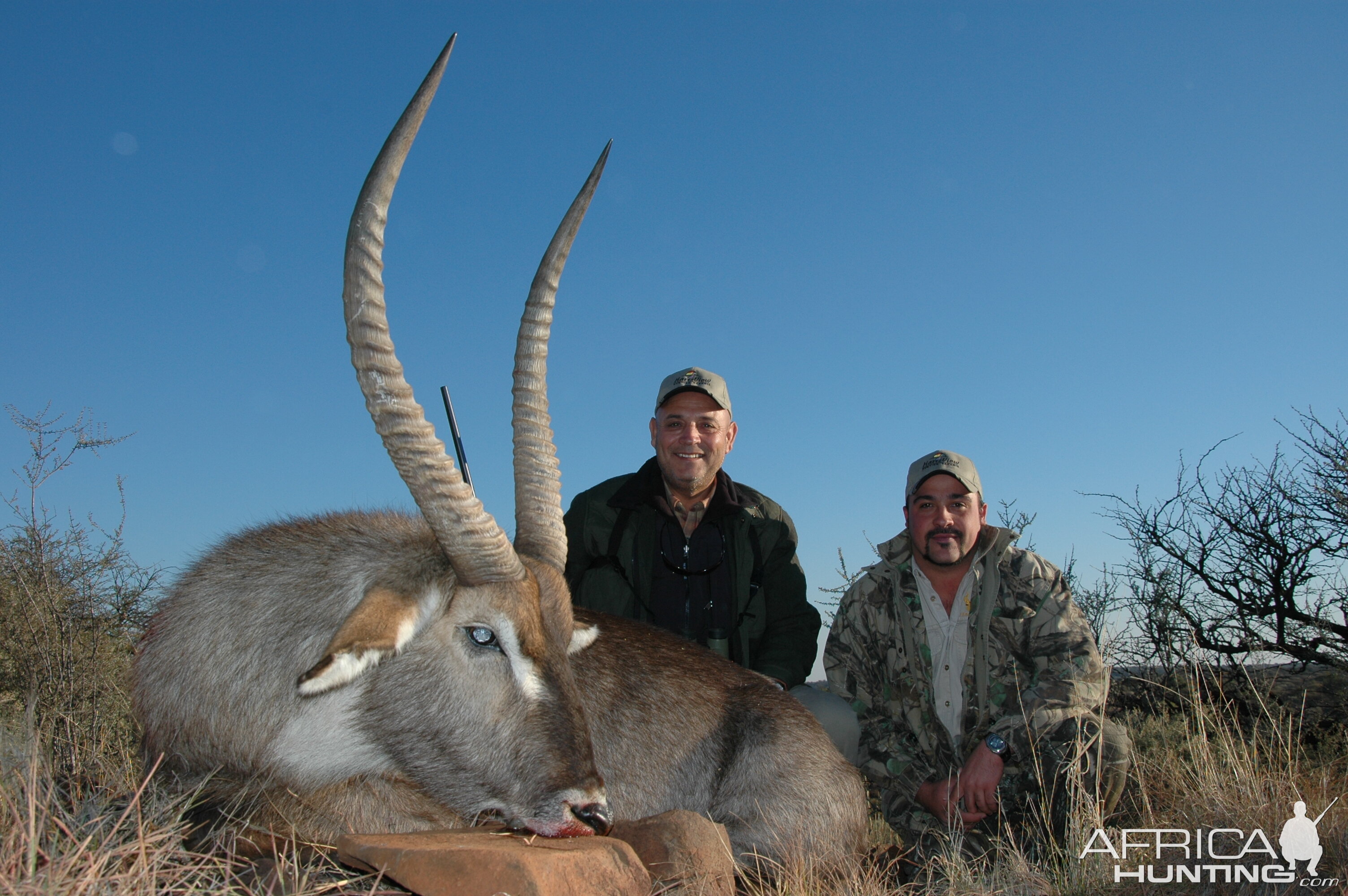 29 inch waterbuck