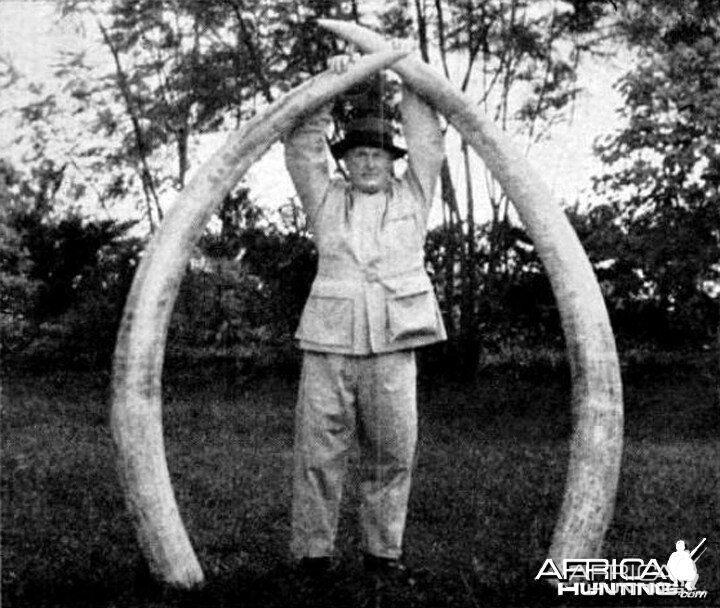 294 pounds of Elephant tusks