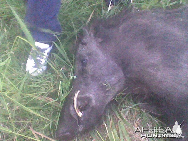 29cm Wild Boar