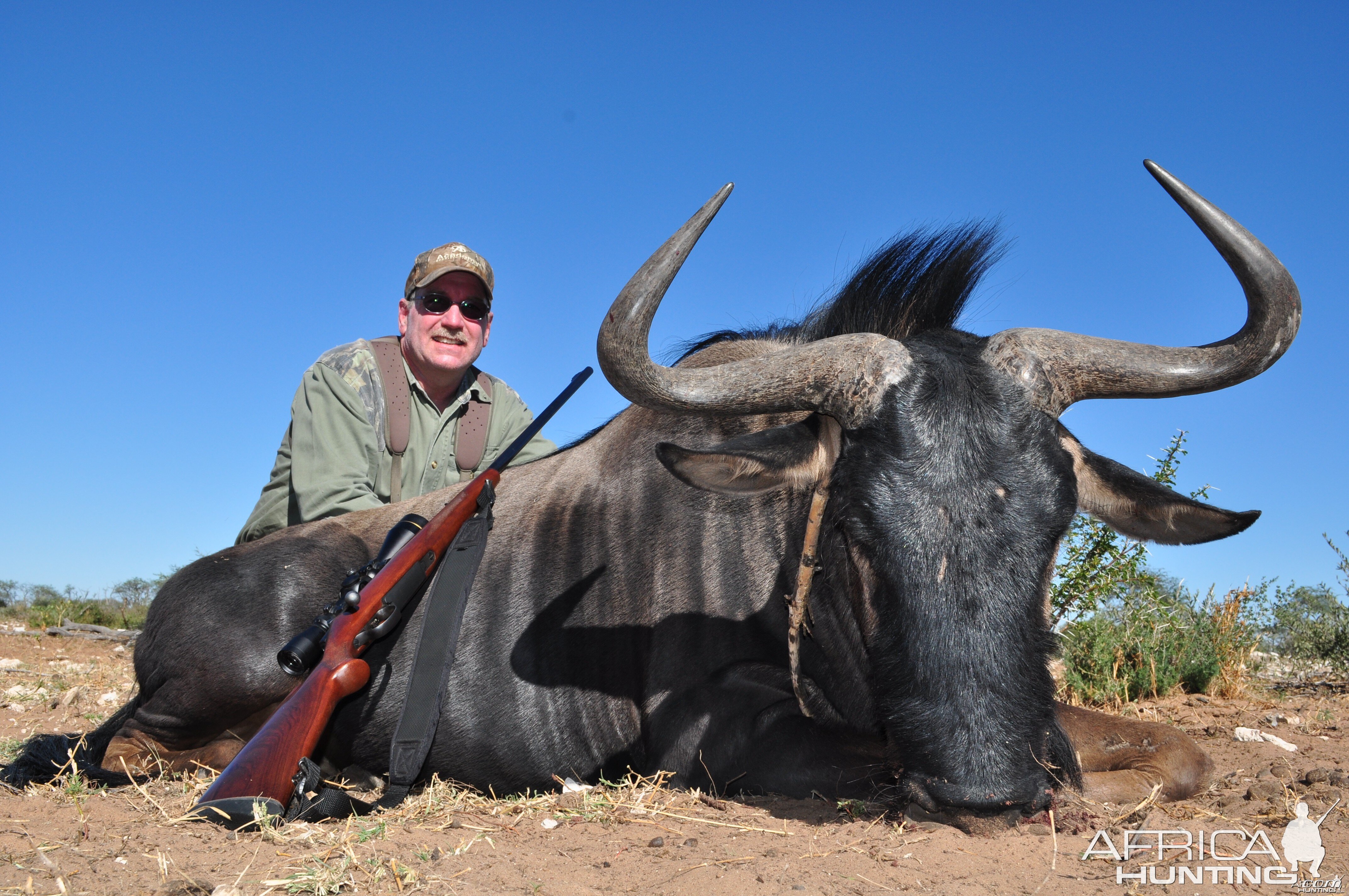 2nd Blue Wildebeest