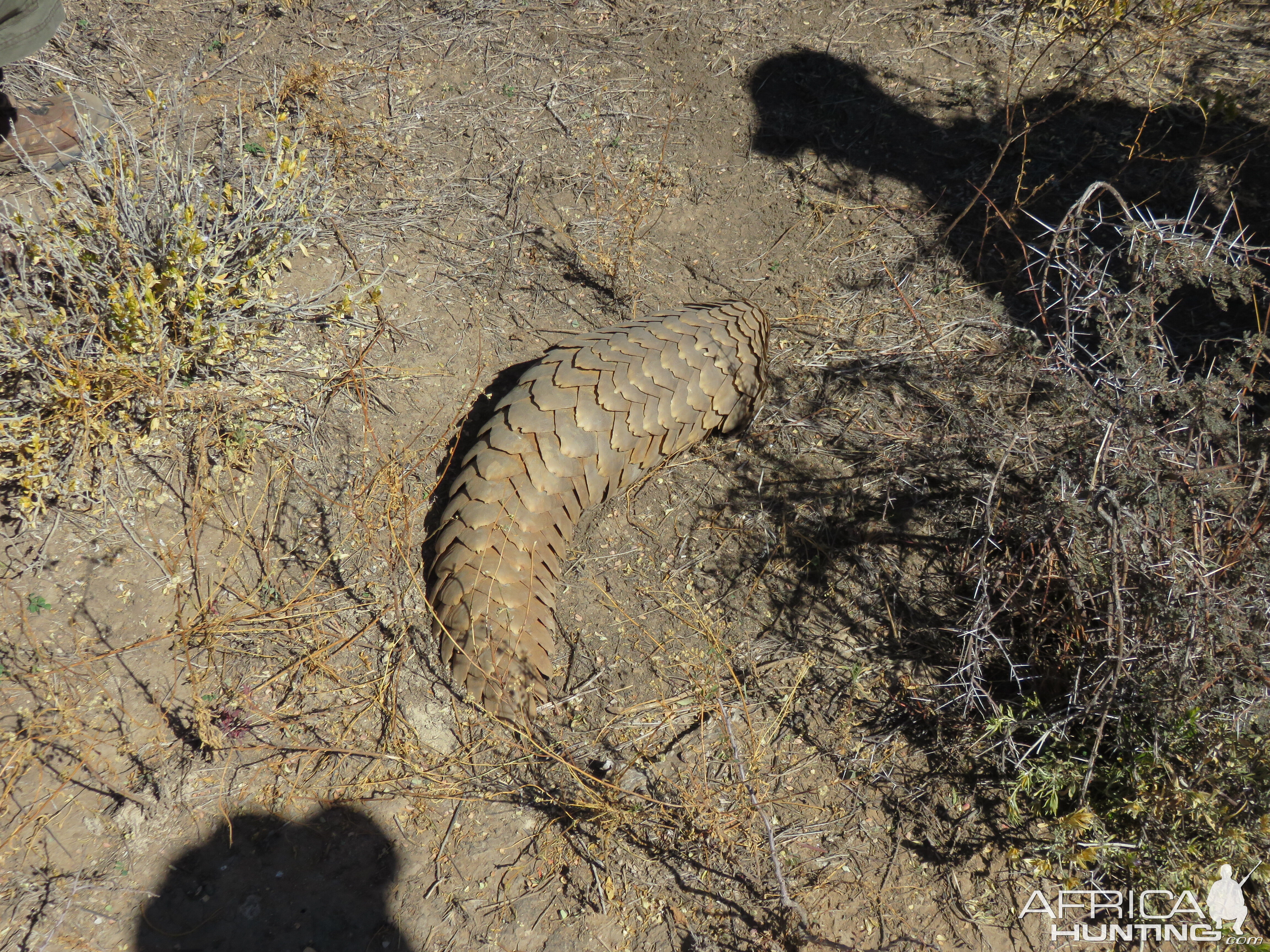 2nd pangolin