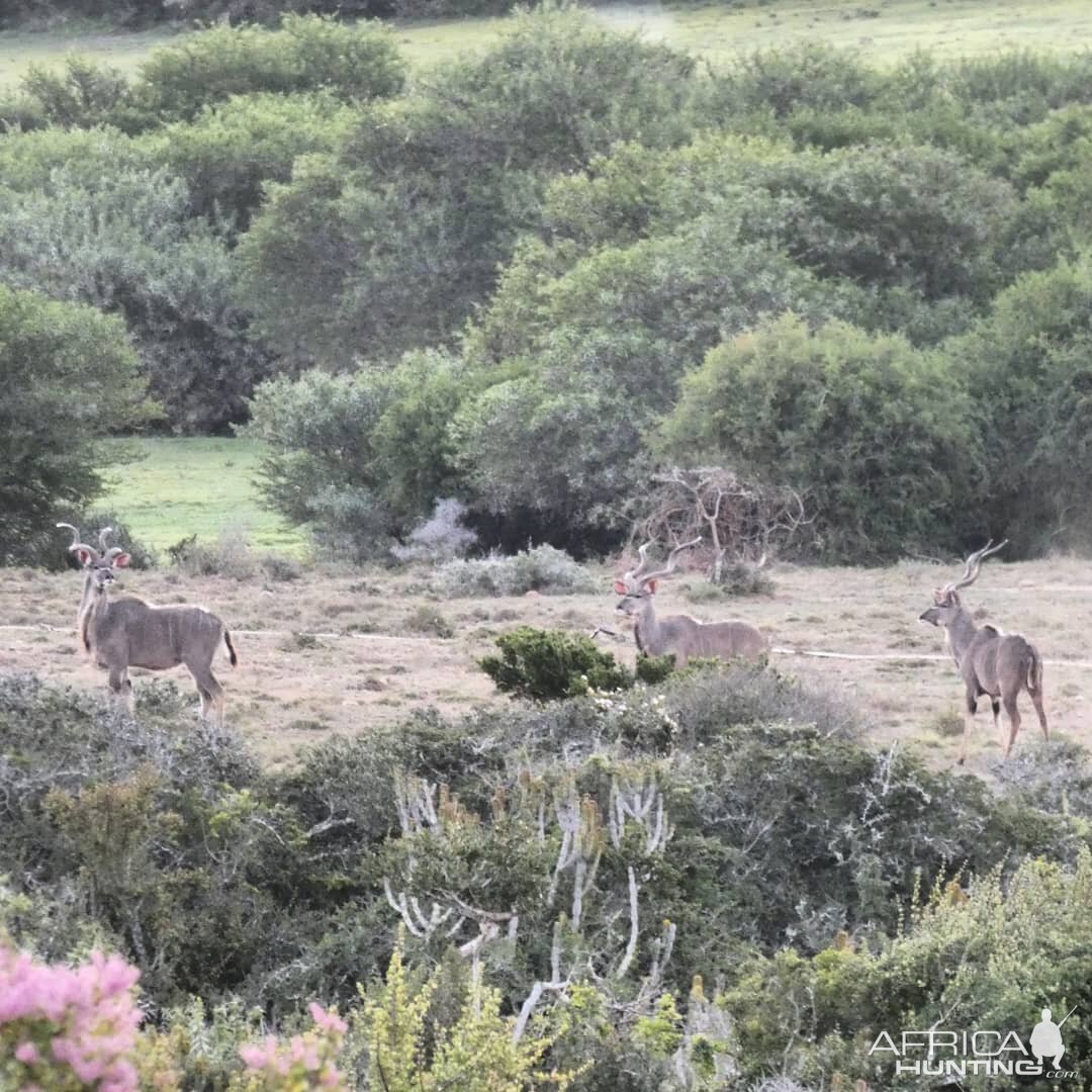 3 Big Kudu Bulls South Africa