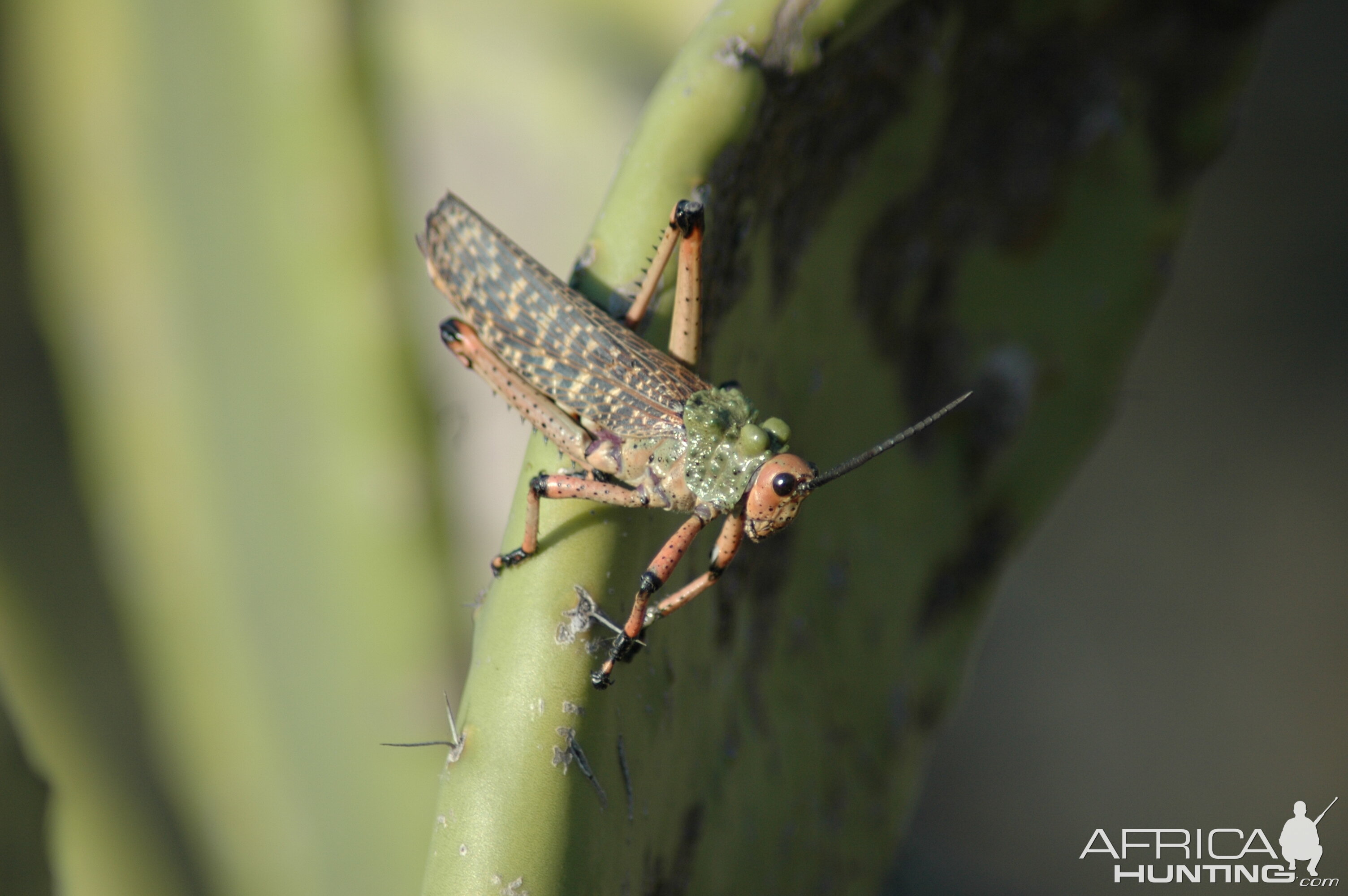 3" long African Grasshopper