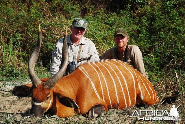 30 inch Bongo CAWA Safari CAR