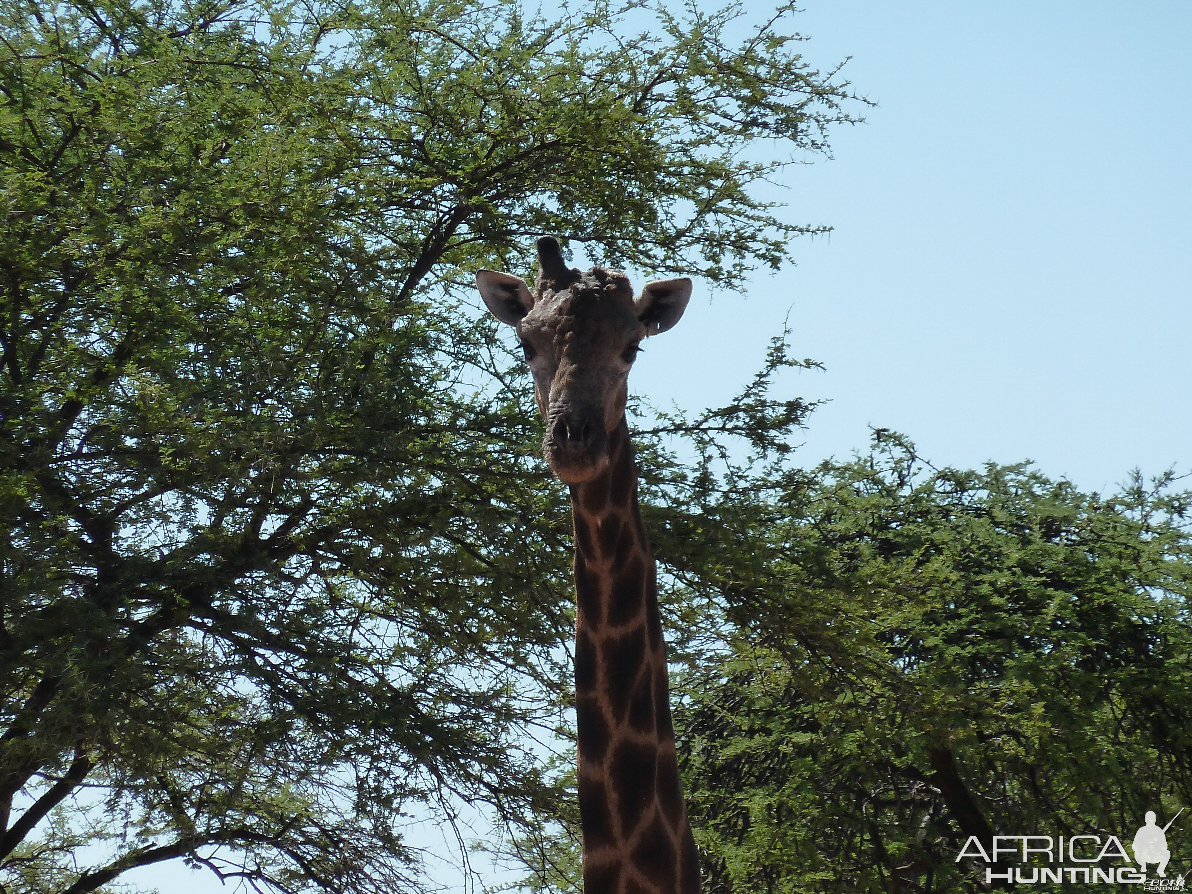 30 Year Old Giraffe Bull Namibia