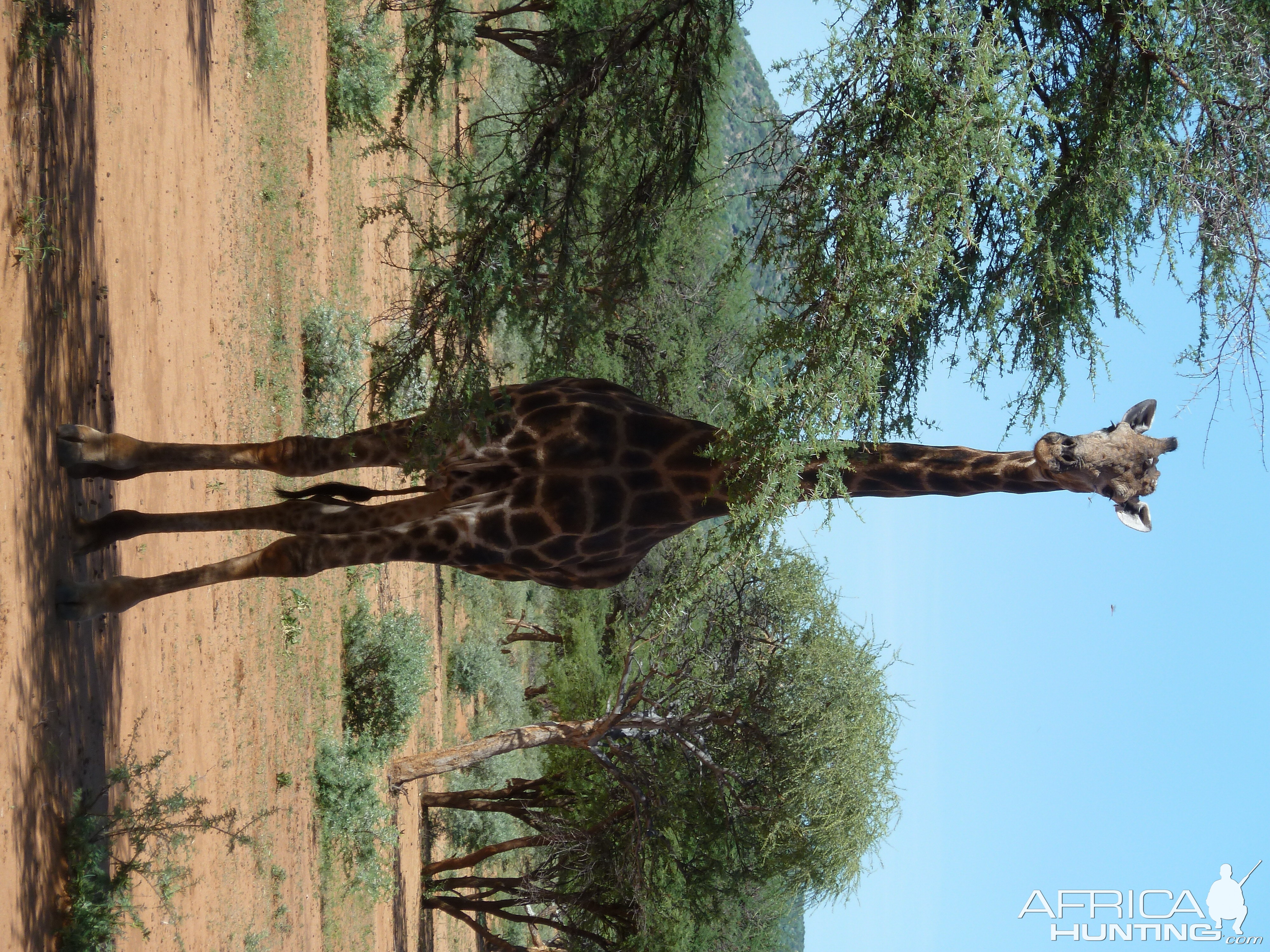 30 Year Old Giraffe Bull Namibia